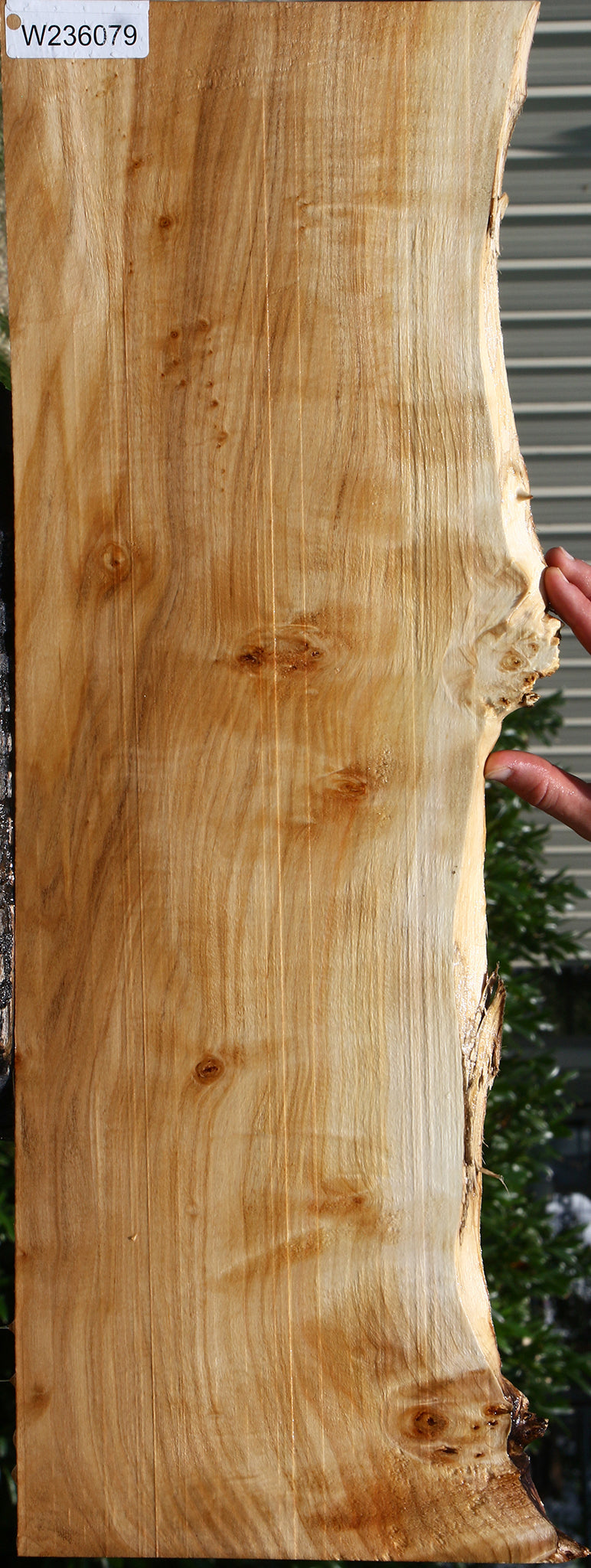 Figured Black Cottonwood Live Edge Micro Lumber