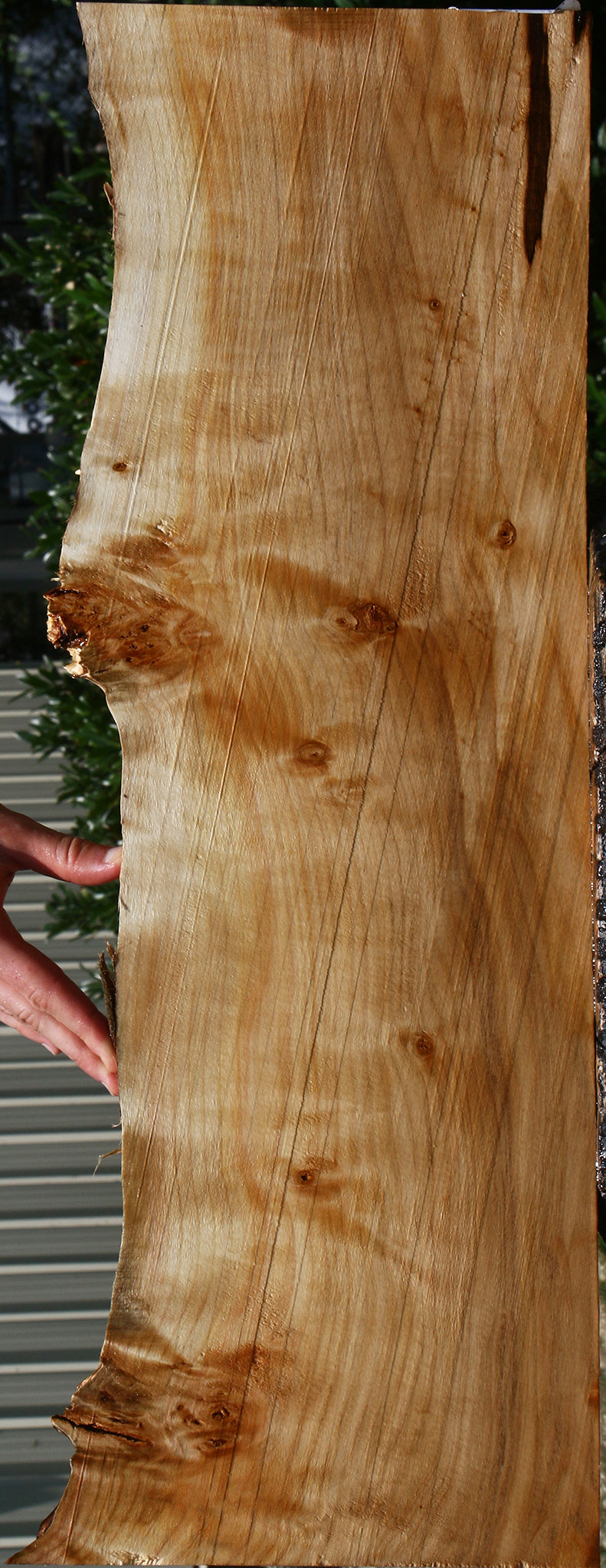 Figured Black Cottonwood Live Edge Micro Lumber