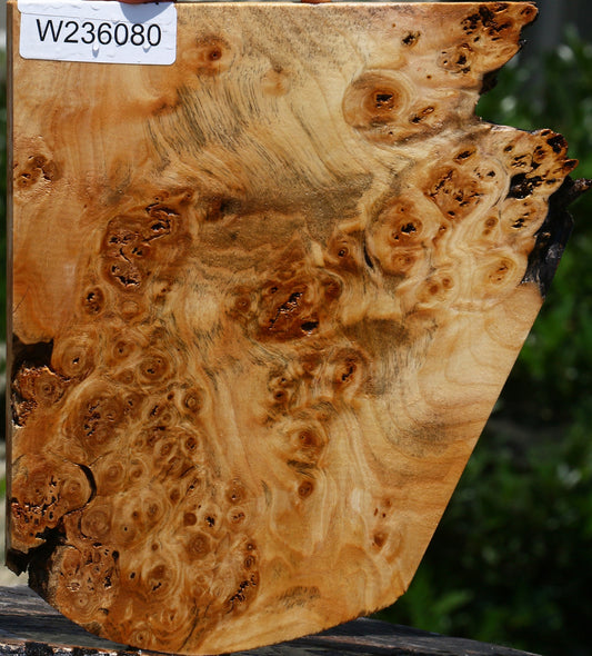 Black Cottonwood Burl Micro Lumber