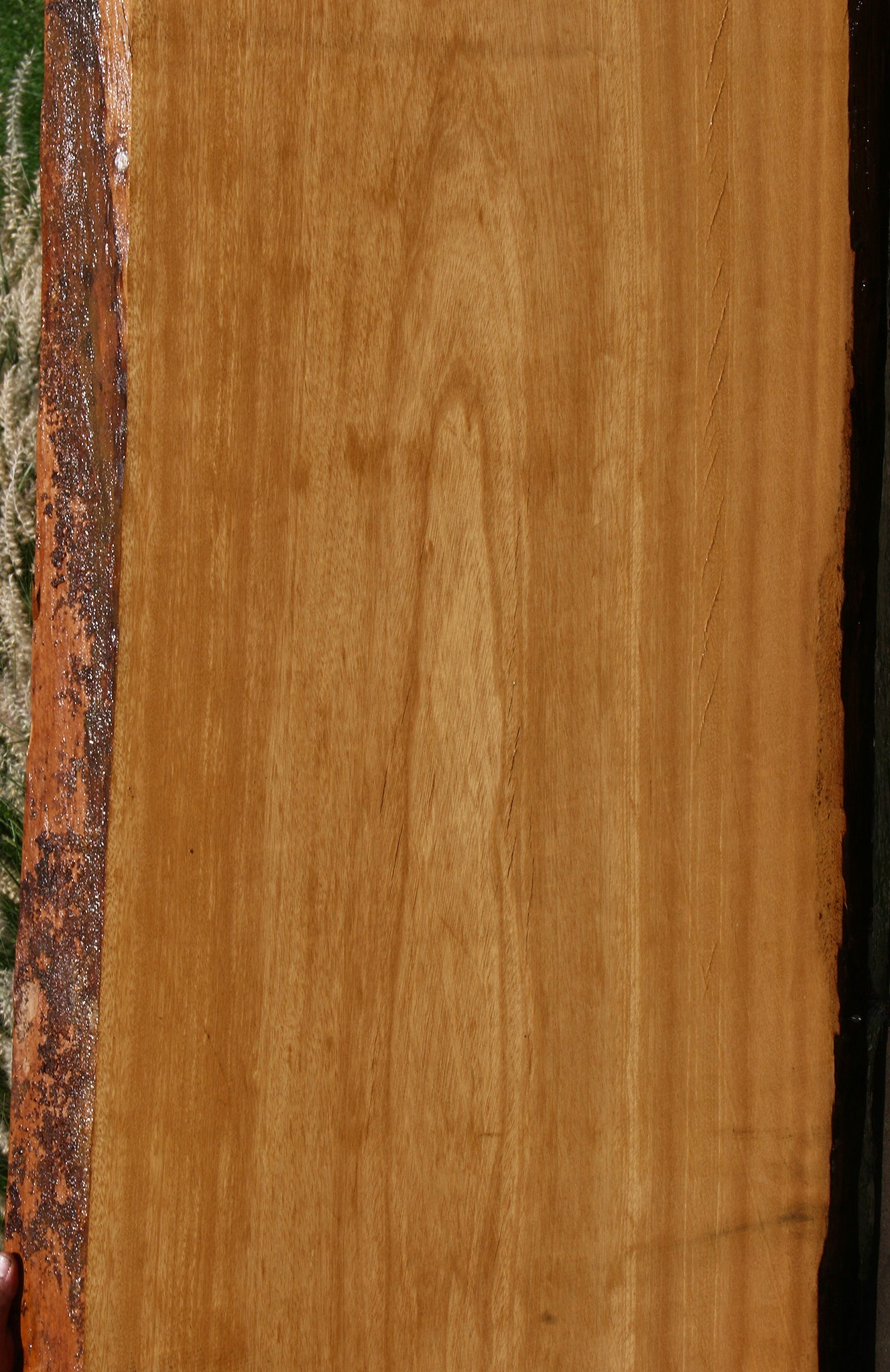 Piquiarana Live Edge Slab