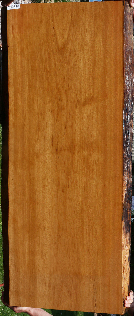 Piquiarana Live Edge Slab (Free Shipping Excluded)