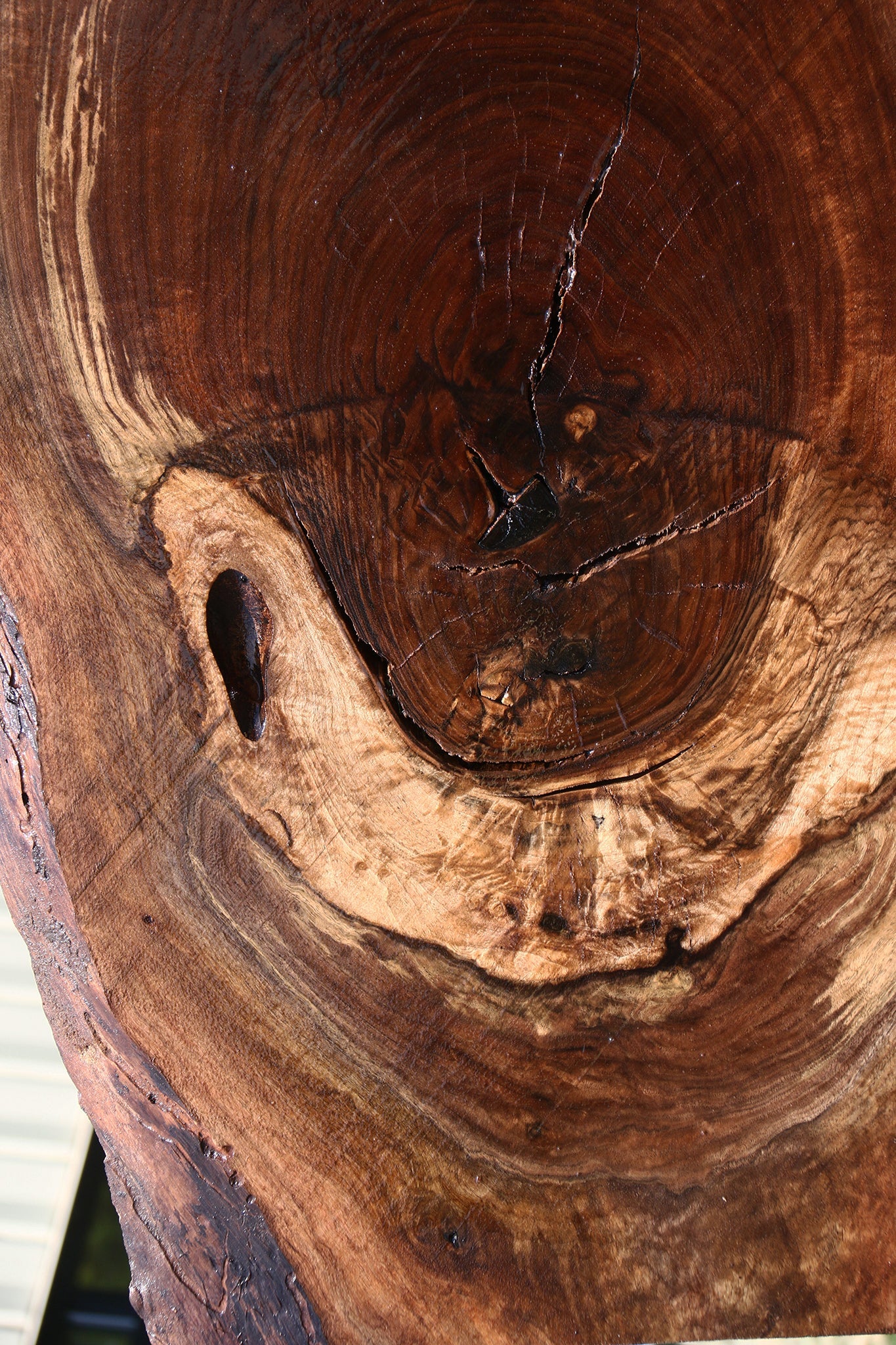 Extra Fancy Rustic Claro Walnut Live Edge Slab (Free Shipping Excluded)