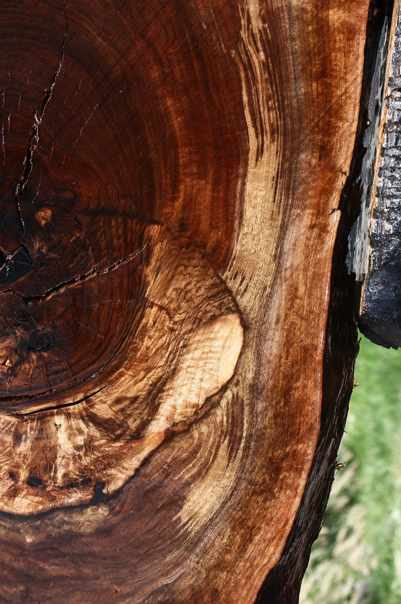 Extra Fancy Rustic Claro Walnut Live Edge Slab (Free Shipping Excluded)