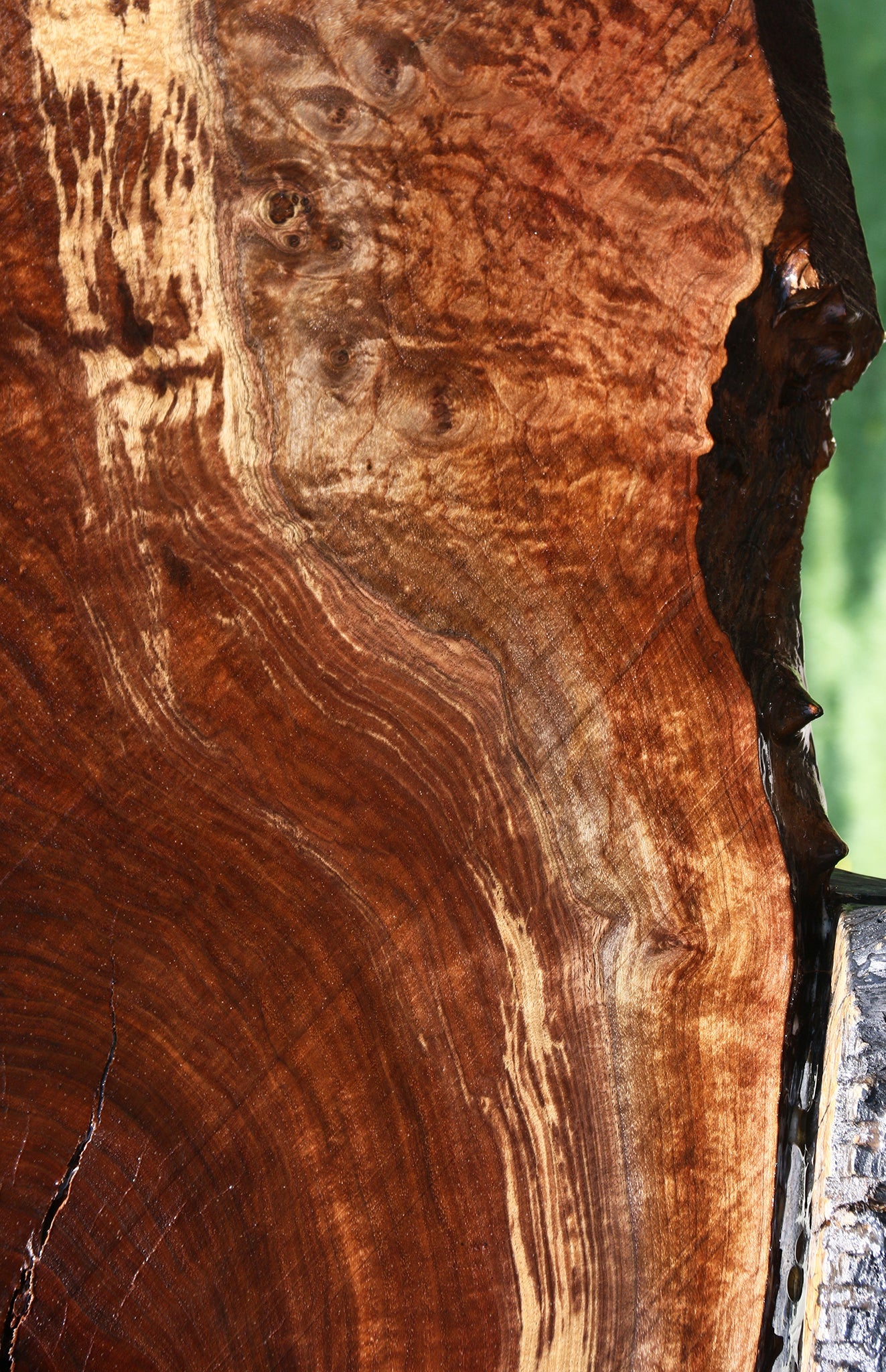 Extra Fancy Rustic Claro Walnut Live Edge Slab (Free Shipping Excluded)