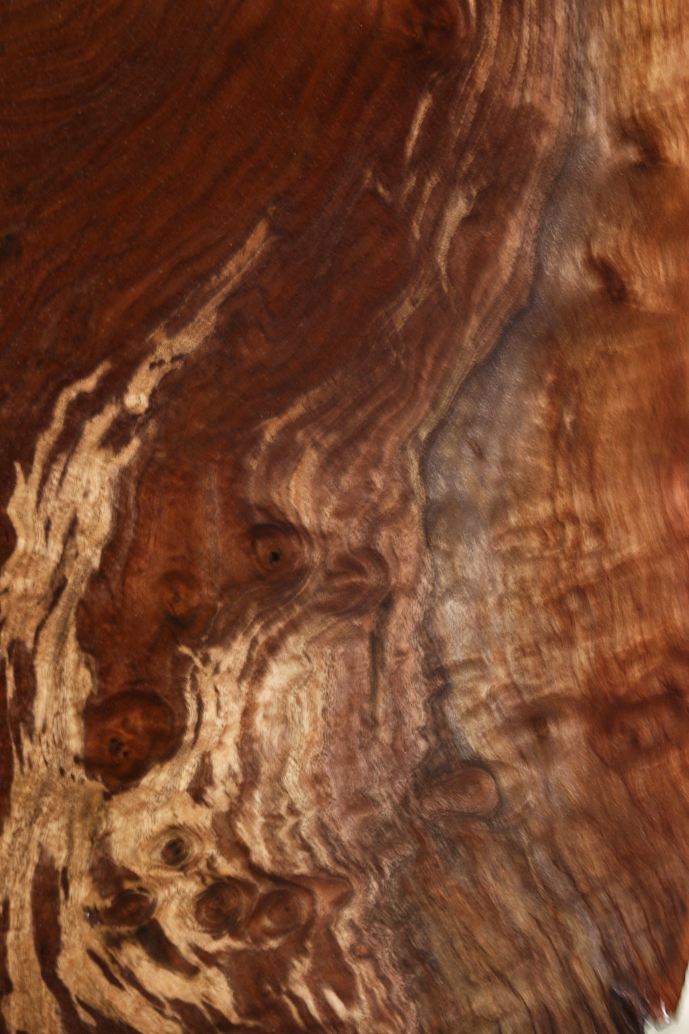 Extra Fancy Rustic Claro Walnut Live Edge Slab (Free Shipping Excluded)