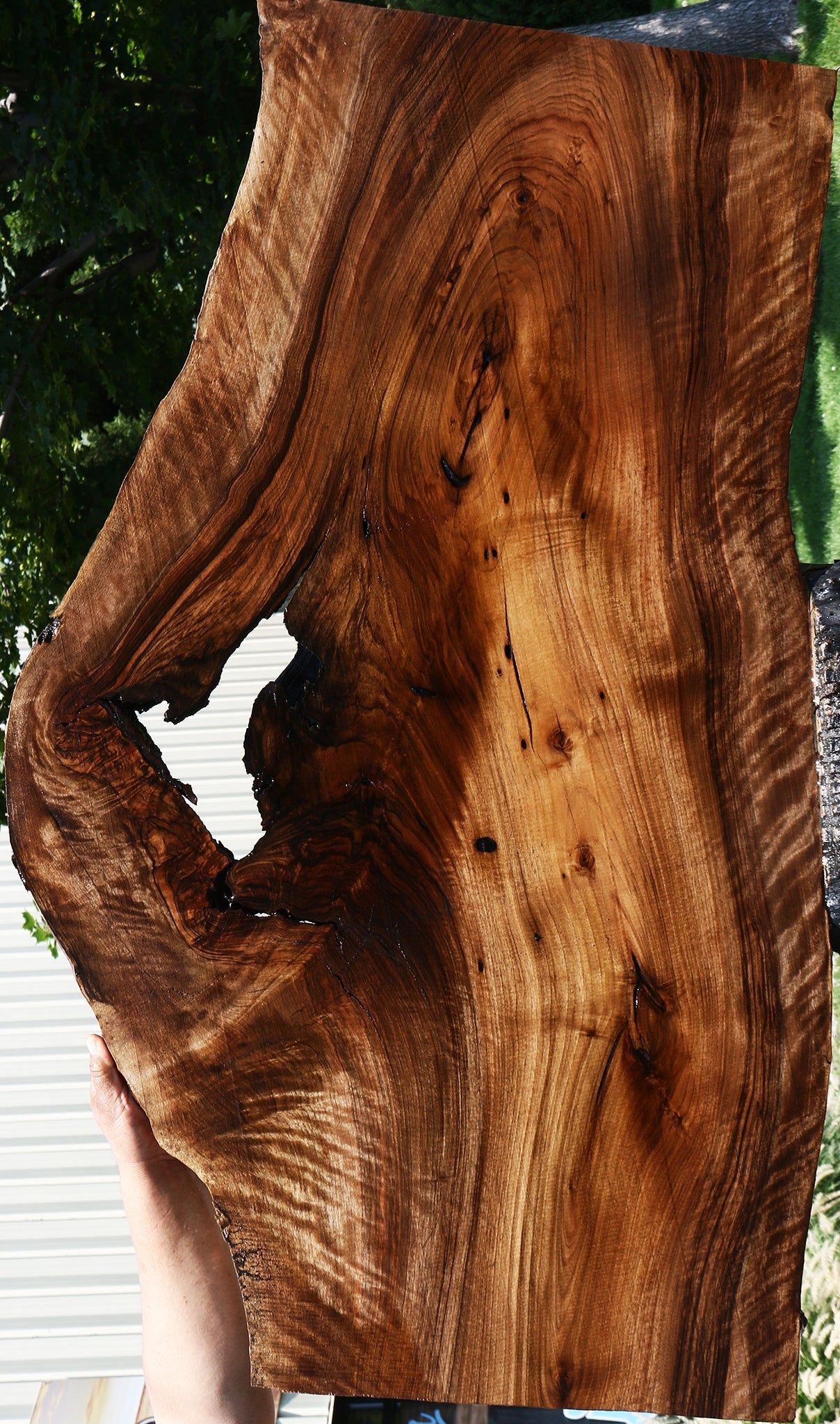 Extra Fancy English Walnut Live Edge Slab (Free Shipping Excluded)