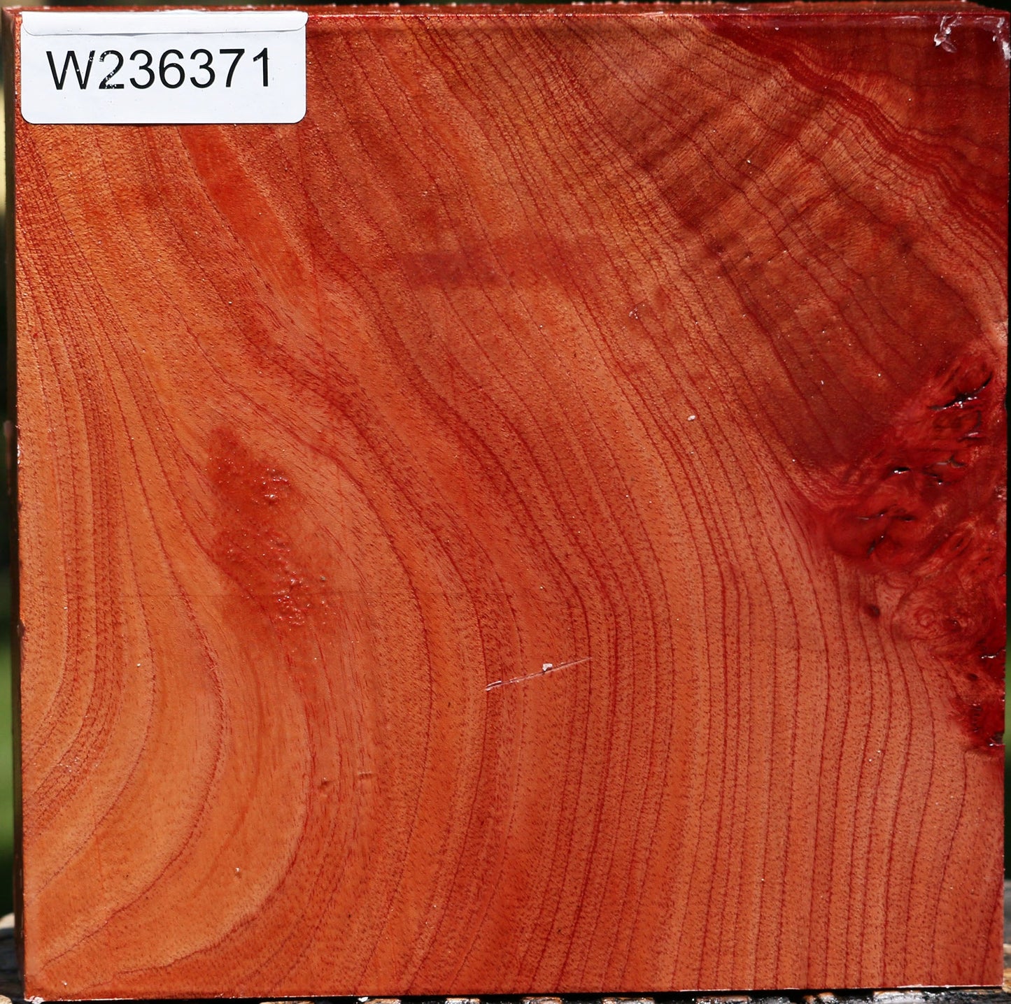 Figured Pepperwood Bowl Blank