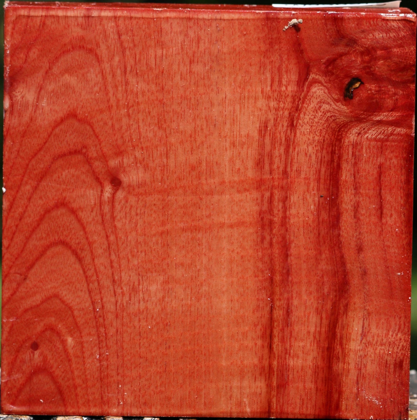 Figured Pepperwood Bowl Blank