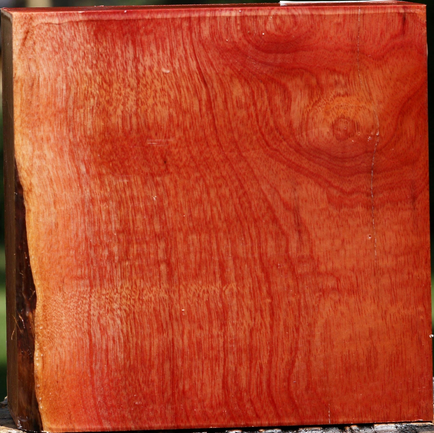 Pepperwood Bowl Blank