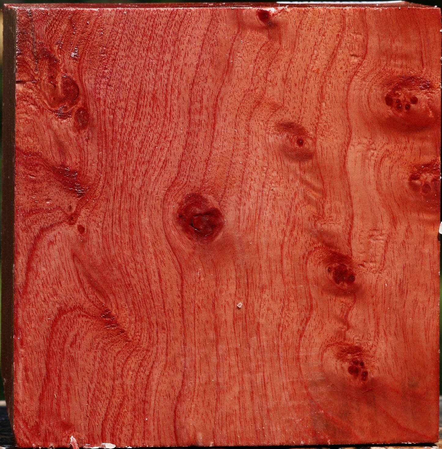 Extra Fancy Pepperwood Bowl Blank