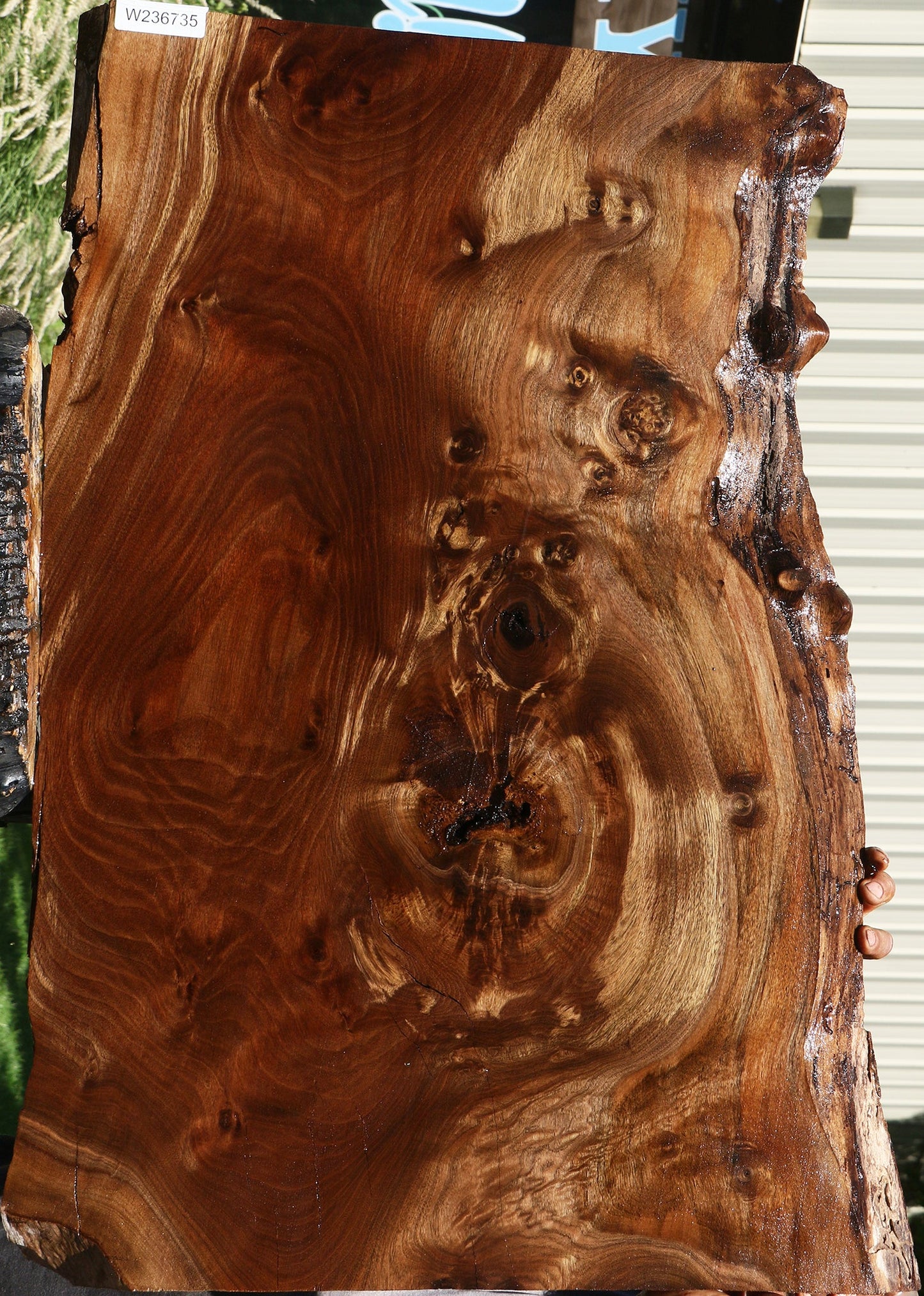 Figured Rustic Claro Walnut Live Edge Mini Slab