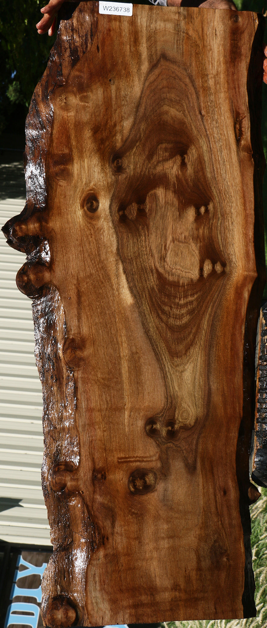 Figured Claro Walnut Live Edge Lumber