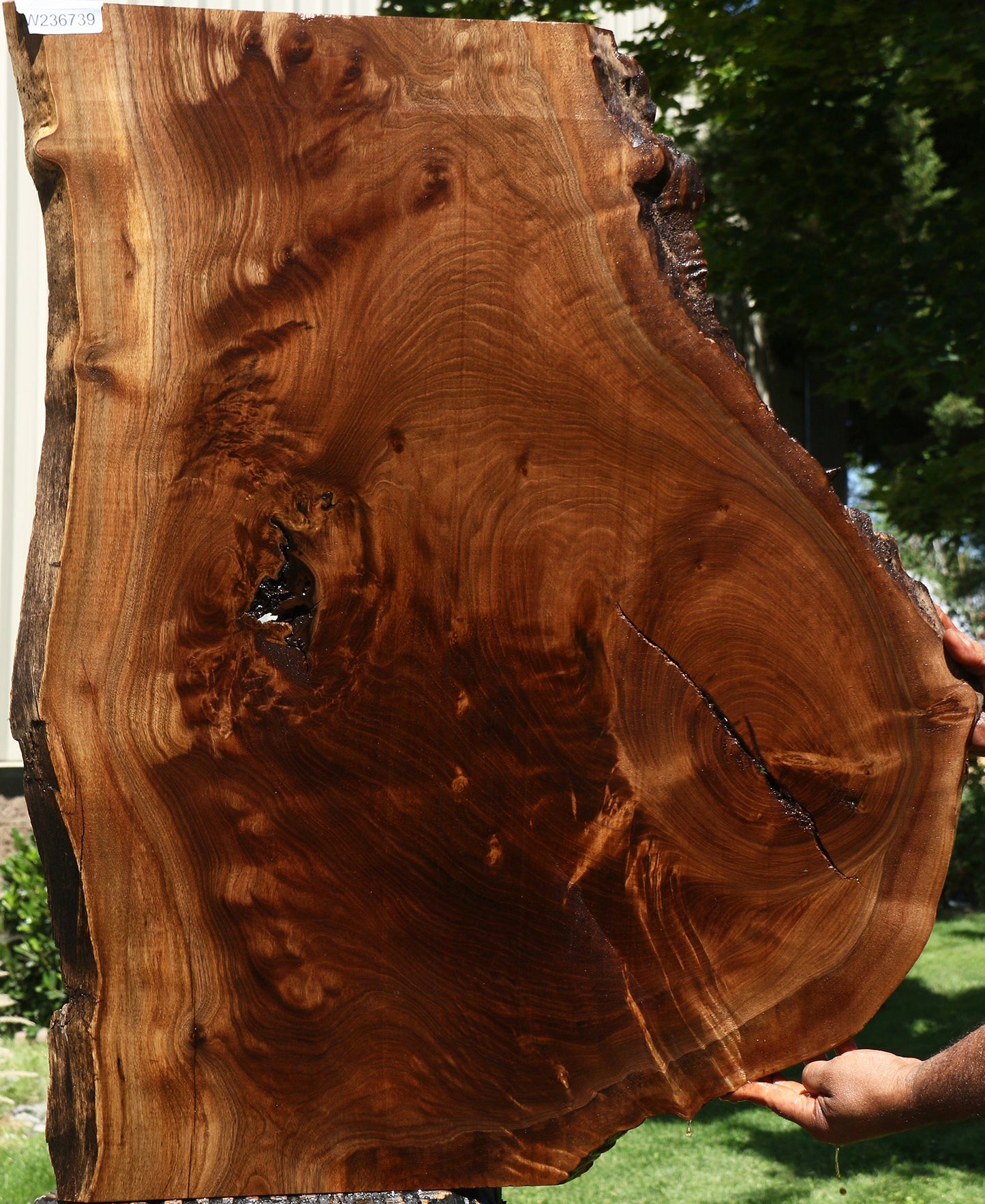 Figured Claro Walnut Live Edge Mini Slab