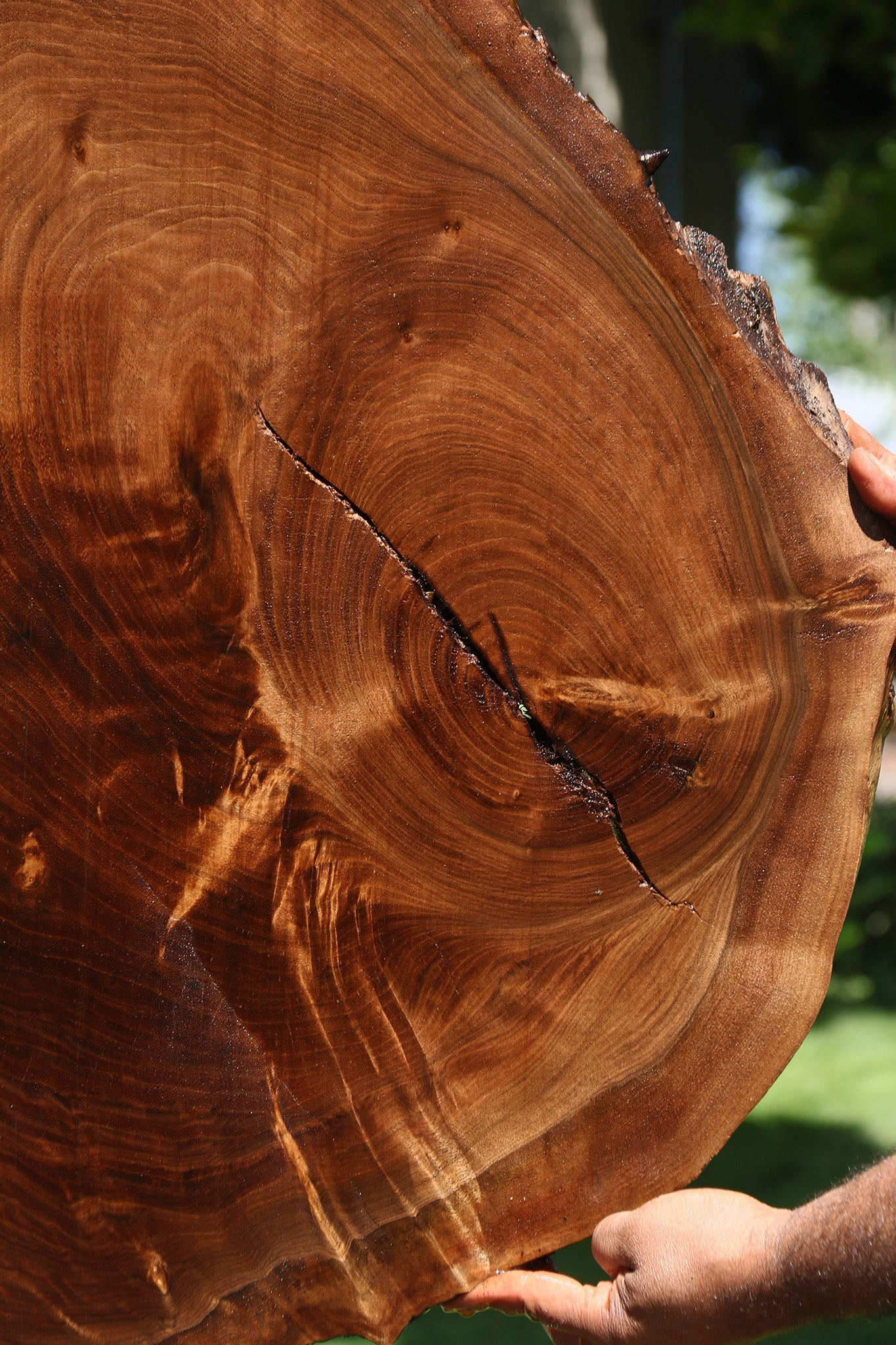 Figured Claro Walnut Live Edge Mini Slab