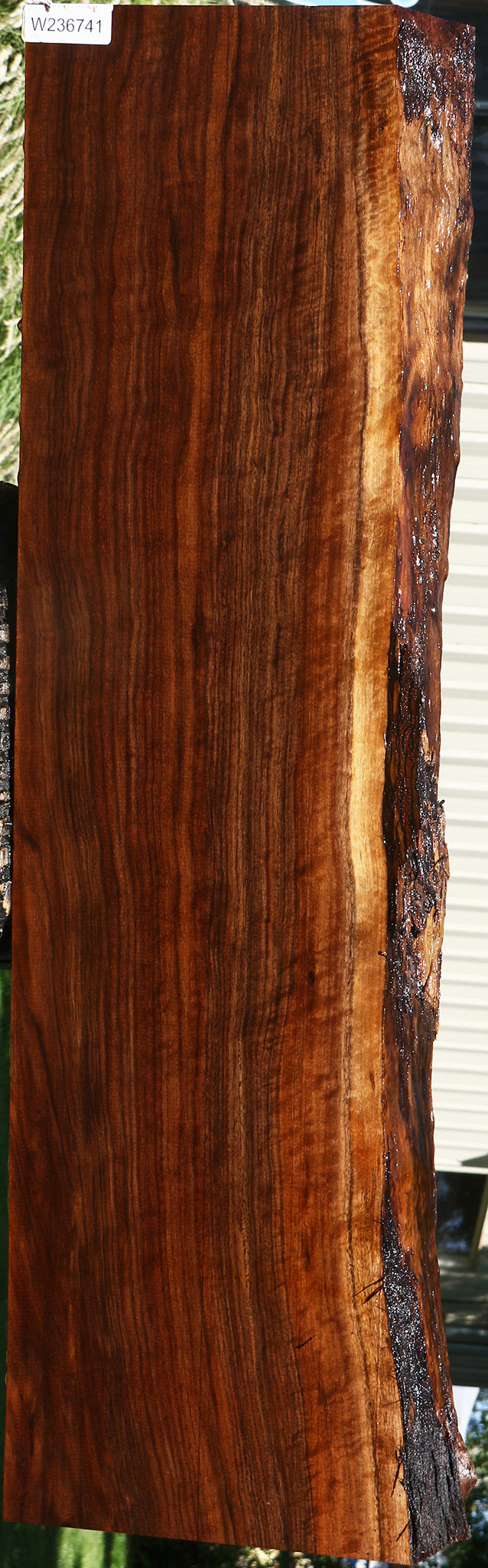 Extra Fancy Claro Walnut Live Edge Mantel