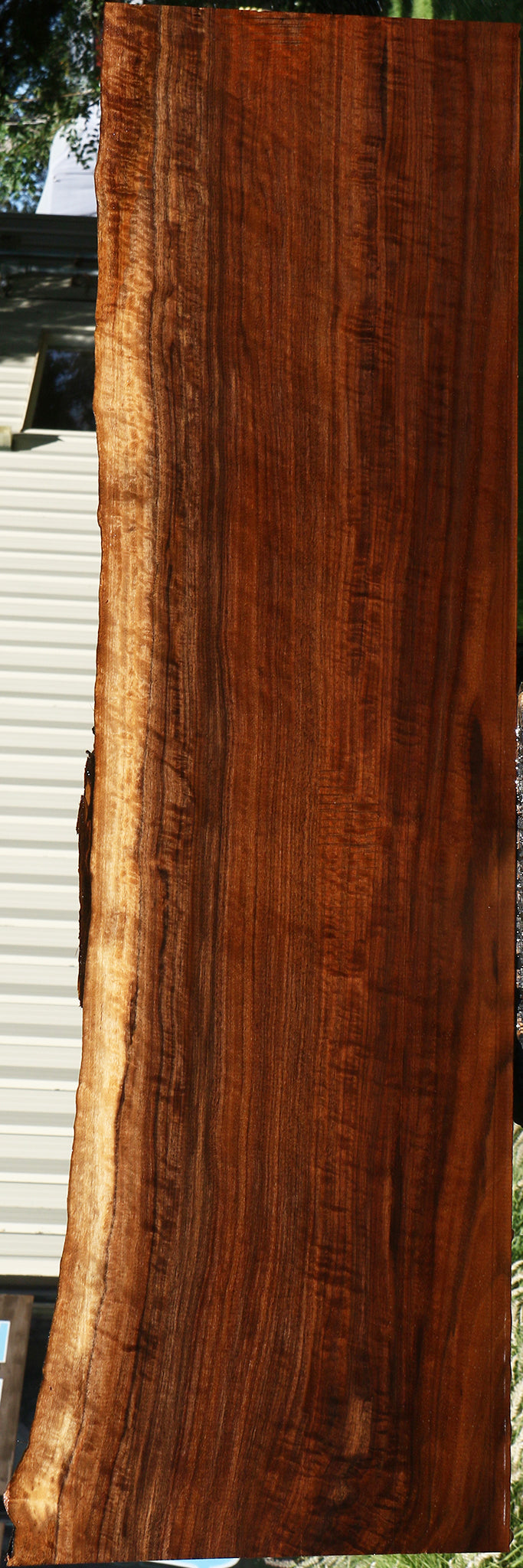 Extra Fancy Claro Walnut Live Edge Mantel