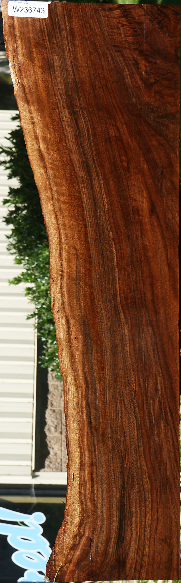 Figured Claro Walnut Live Edge Mini Slab