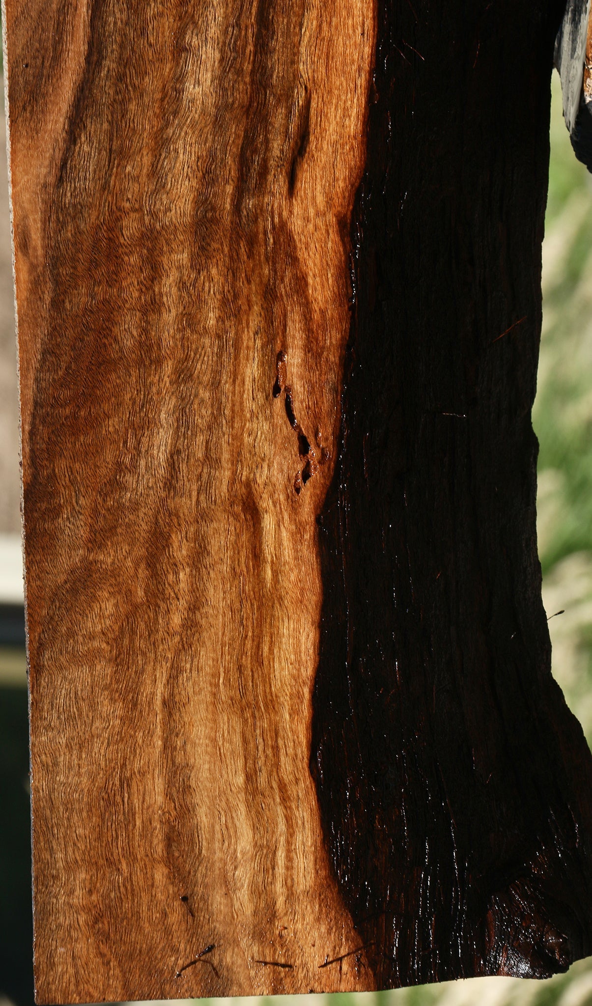 Figured Claro Walnut Live Edge Mini Slab
