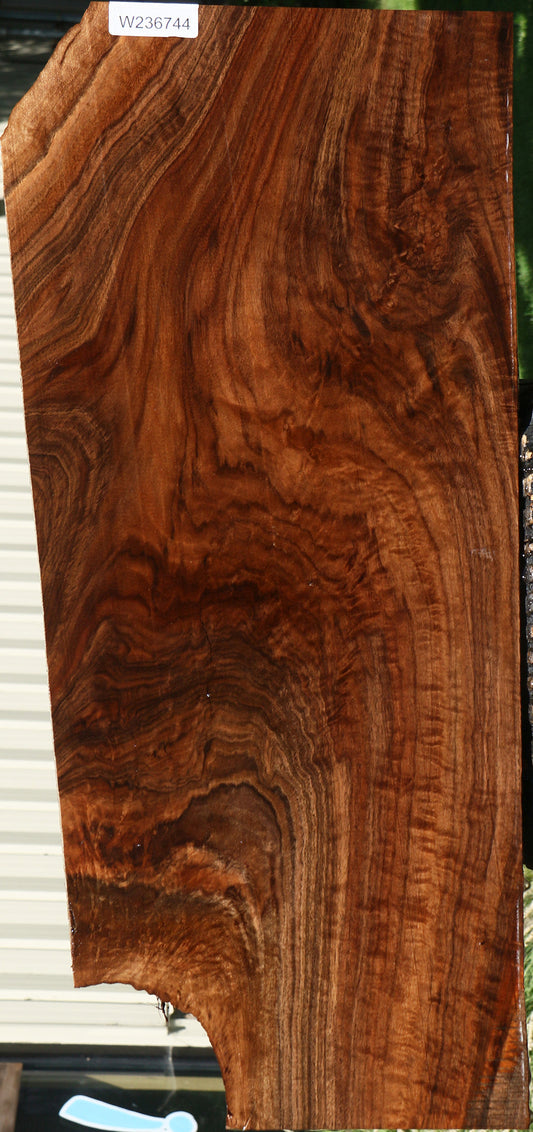 Extra Fancy Claro Walnut Mini Slab