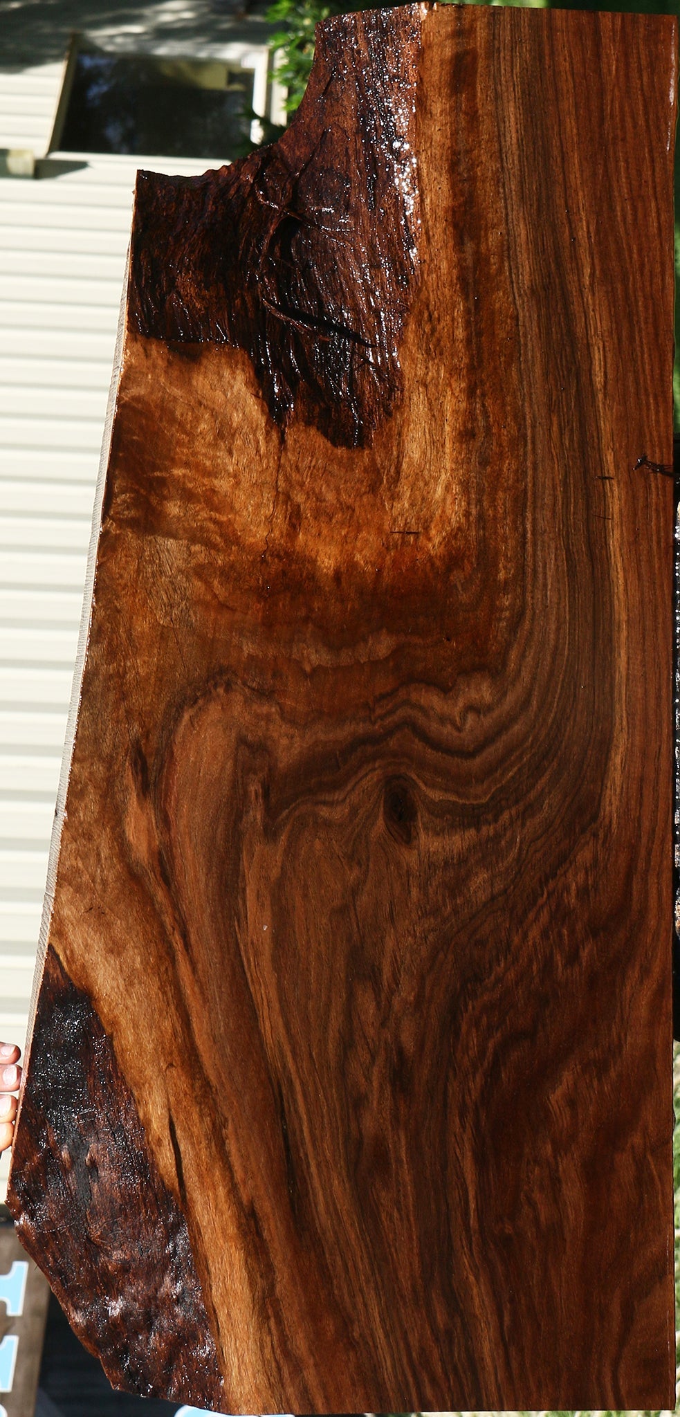Extra Fancy Claro Walnut Mini Slab
