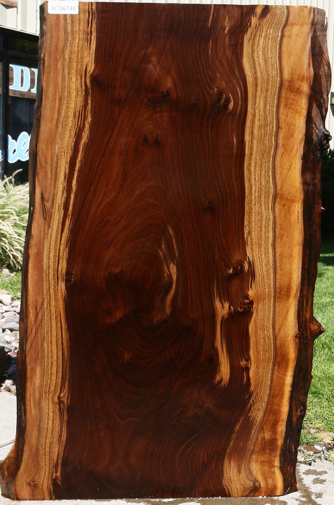 Claro Walnut Live Edge Slab