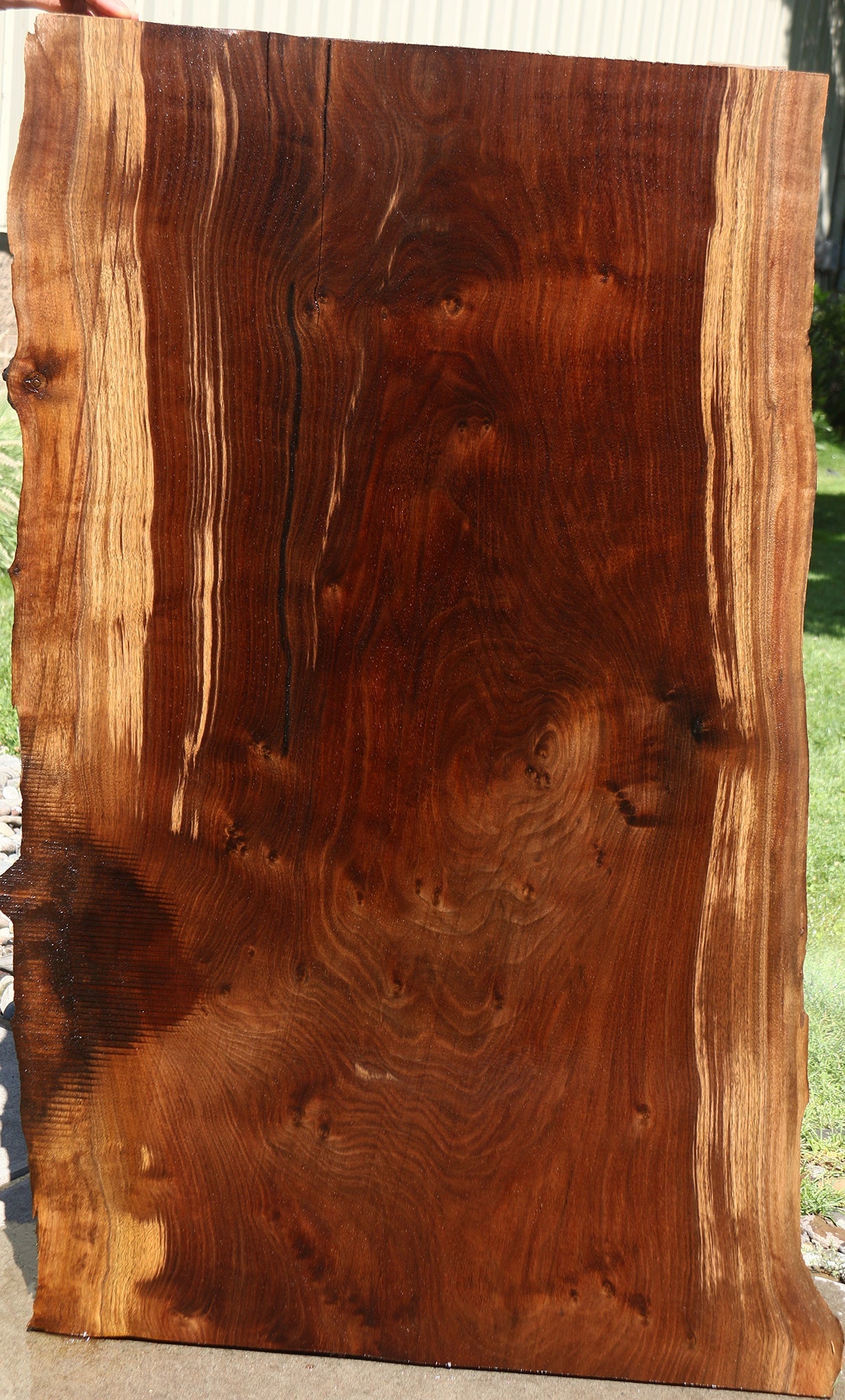 Claro Walnut Live Edge Slab
