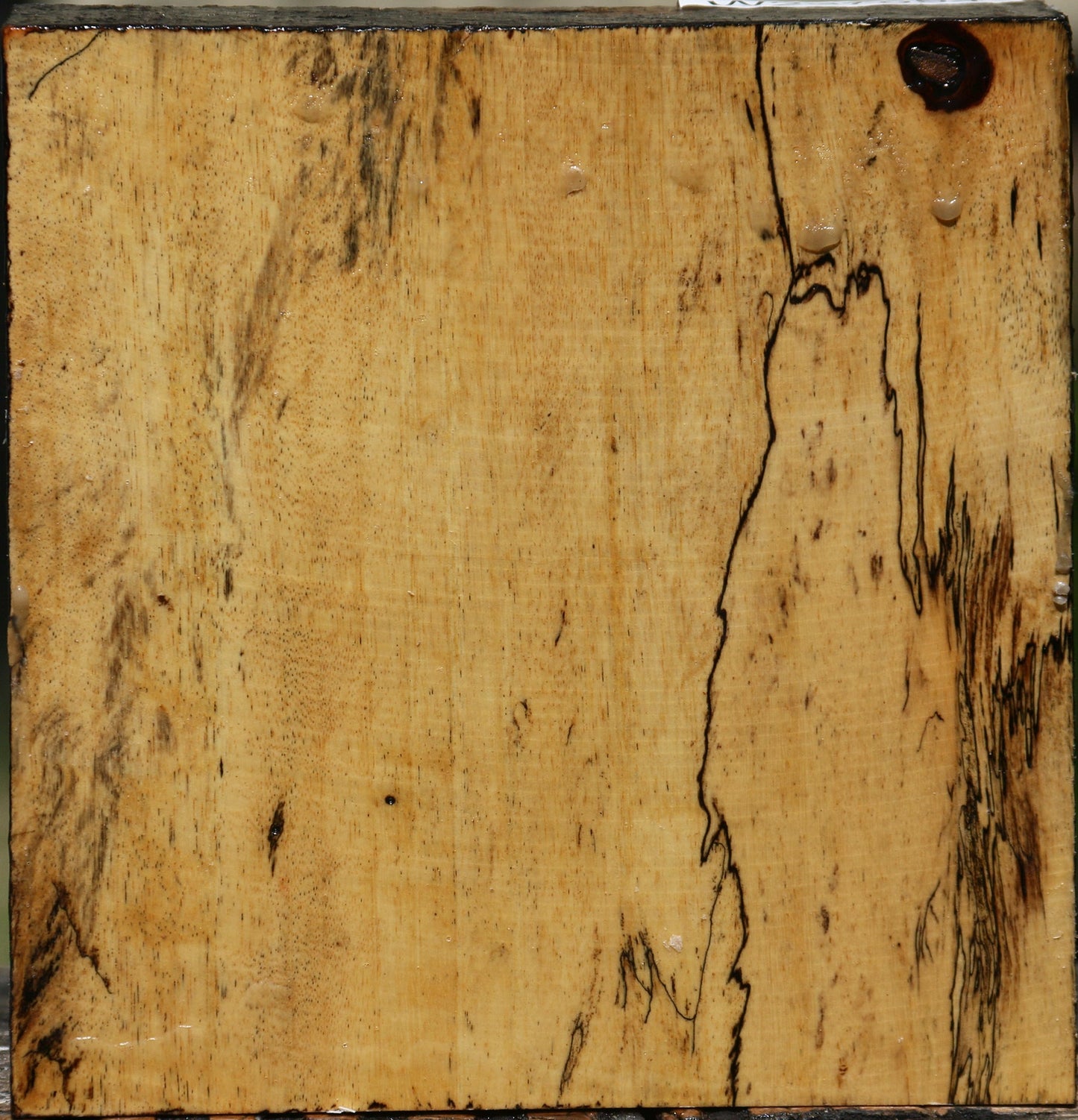 Figured Spalted Tamarind Bowl Blank