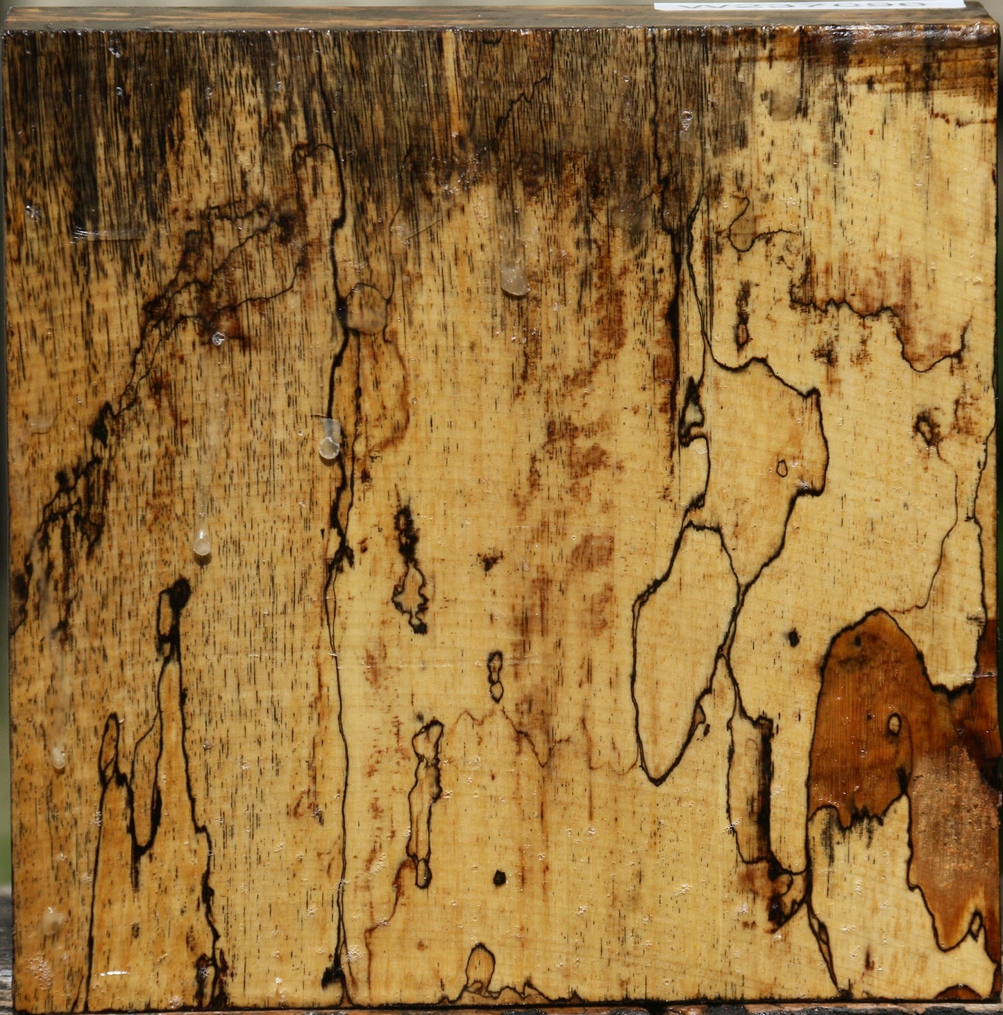 Extra Fancy Spalted Tamarind Bowl Blank