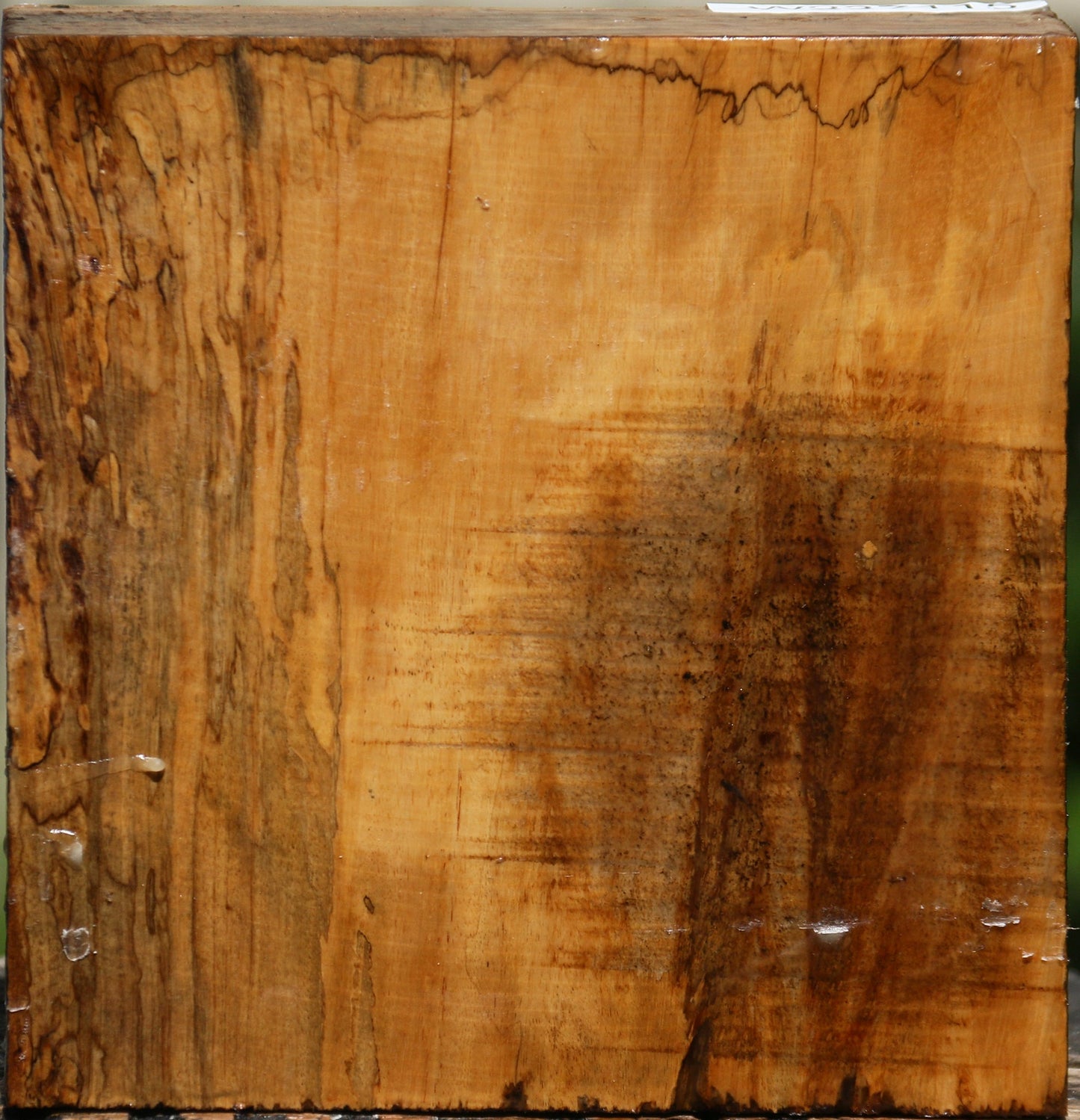 Figured Spalted Tamarind Bowl Blank