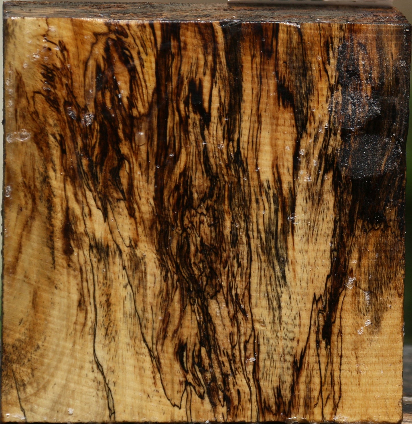 Extra Fancy Spalted Tamarind Bowl Blank