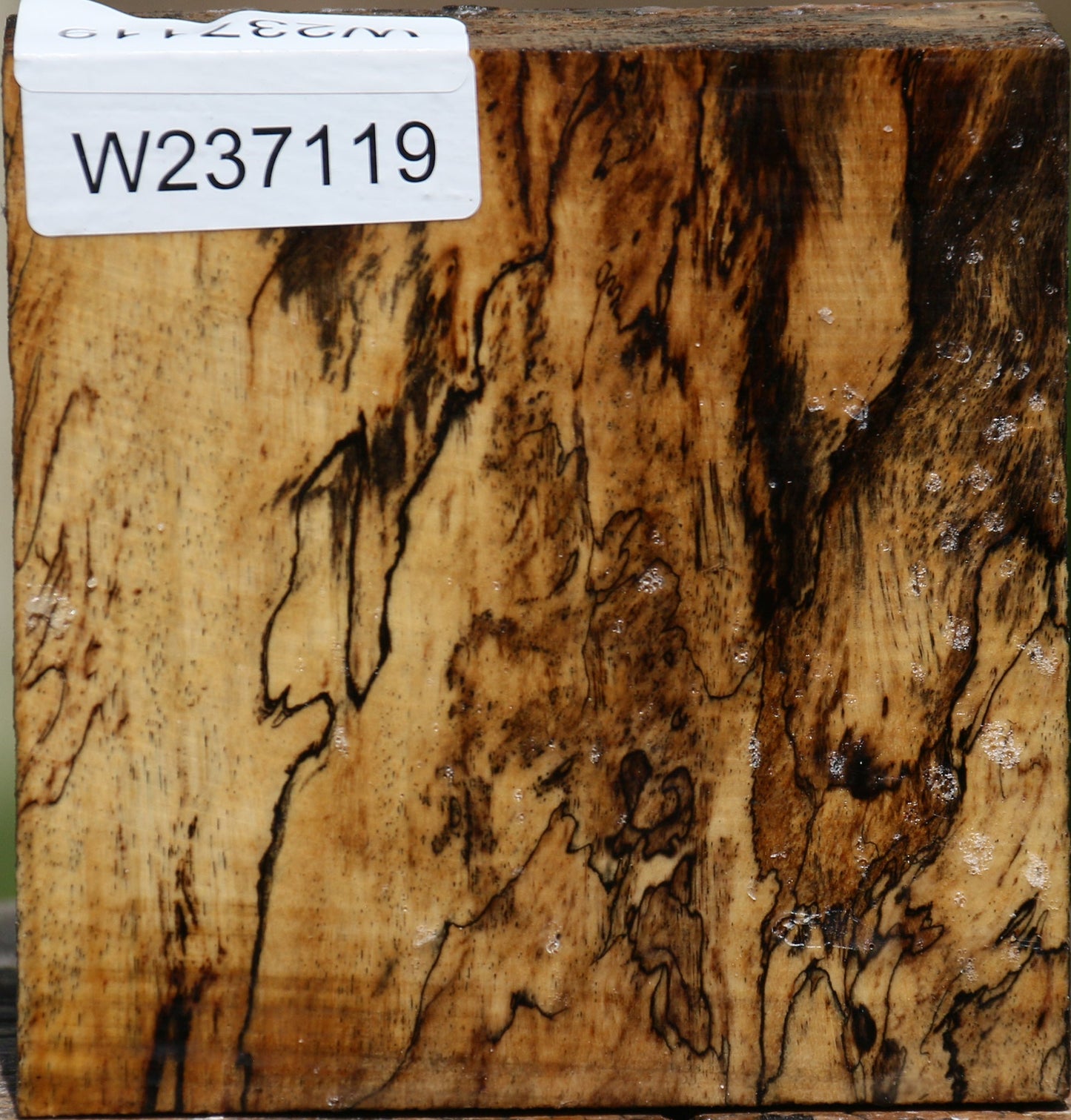 Extra Fancy Spalted Tamarind Bowl Blank