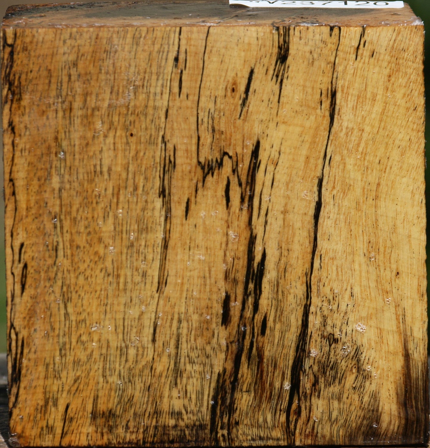 Spalted Tamarind Bowl Blank