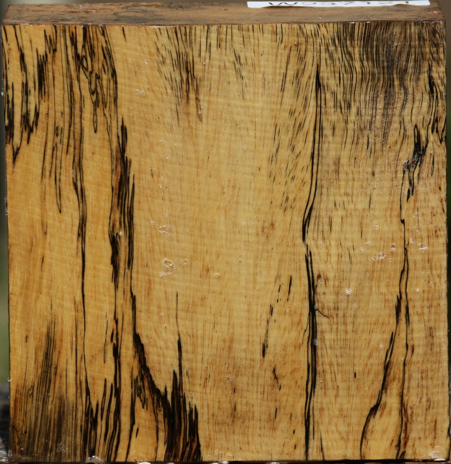 Extra Fancy Spalted Tamarind Bowl Blank