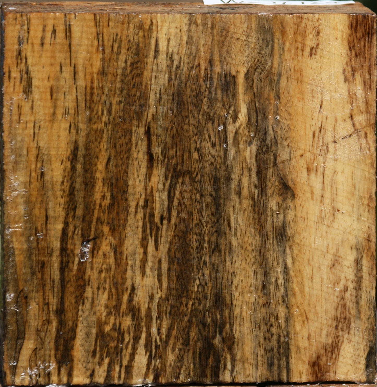 Figured Spalted Tamarind Bowl Blank