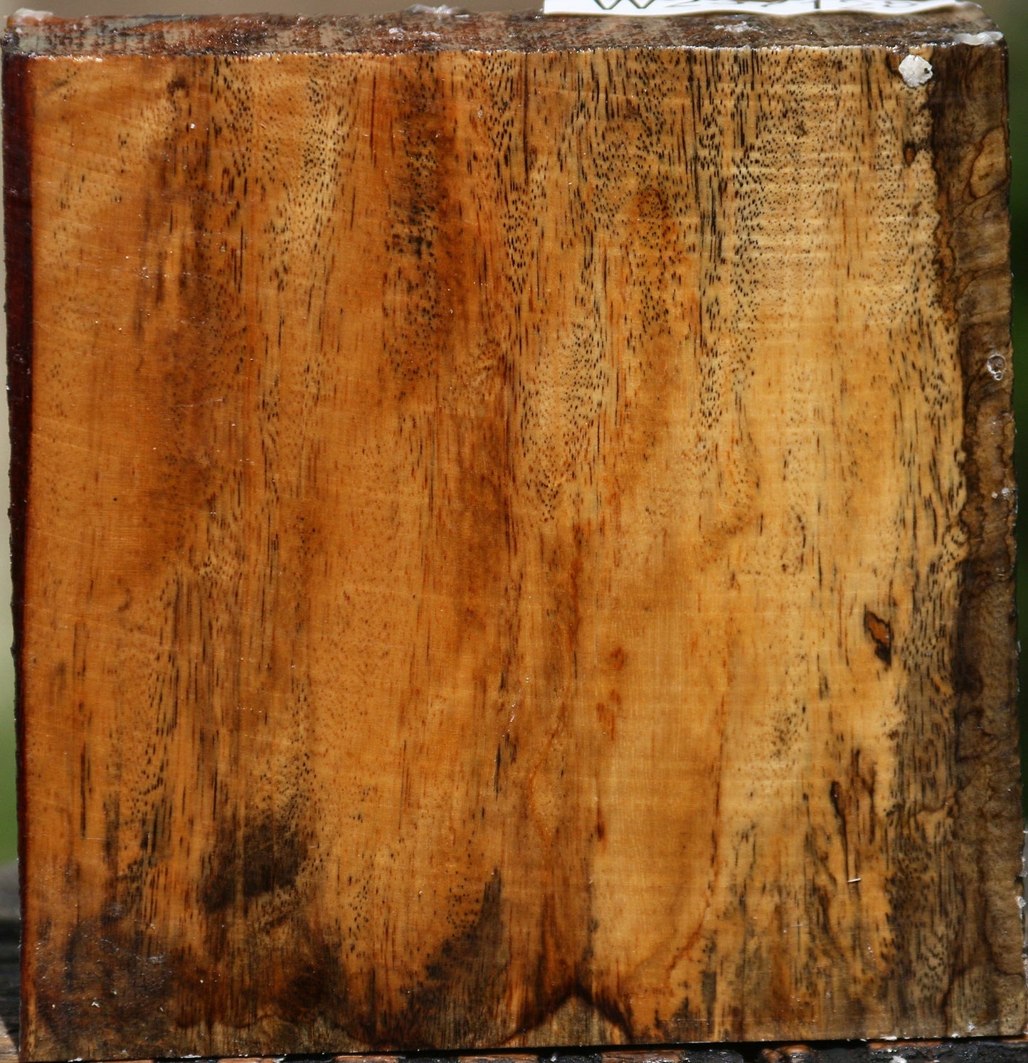 Spalted Tamarind Bowl Blank