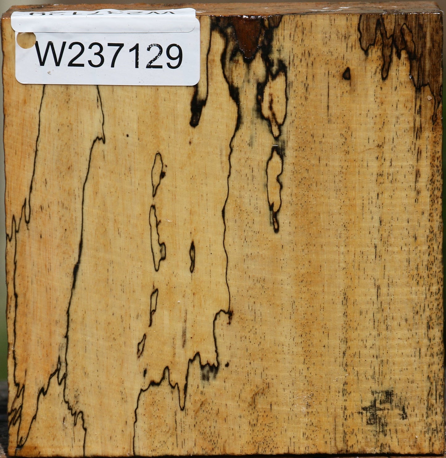 Spalted Tamarind Bowl Blank