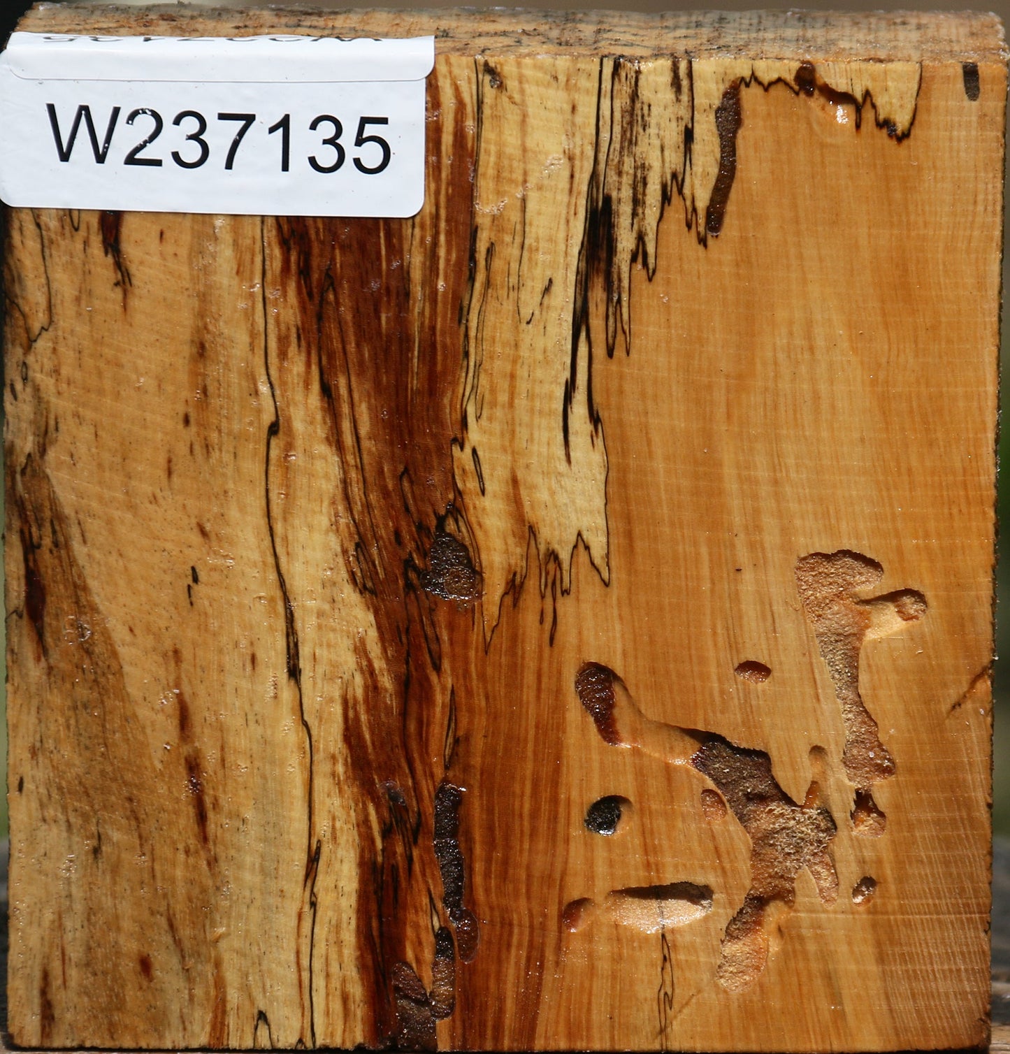 Figured Spalted Tamarind Bowl Blank