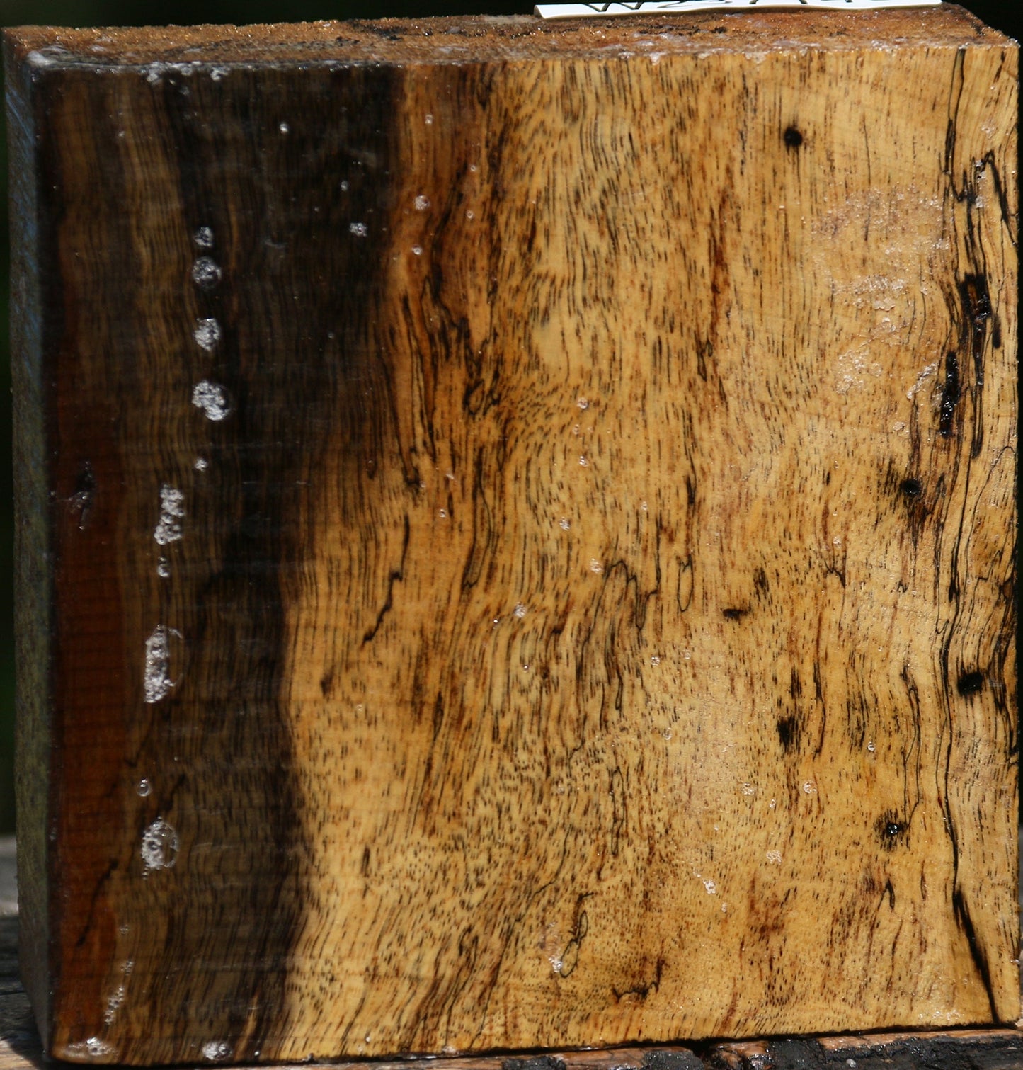 Figured Spalted Tamarind Bowl Blank