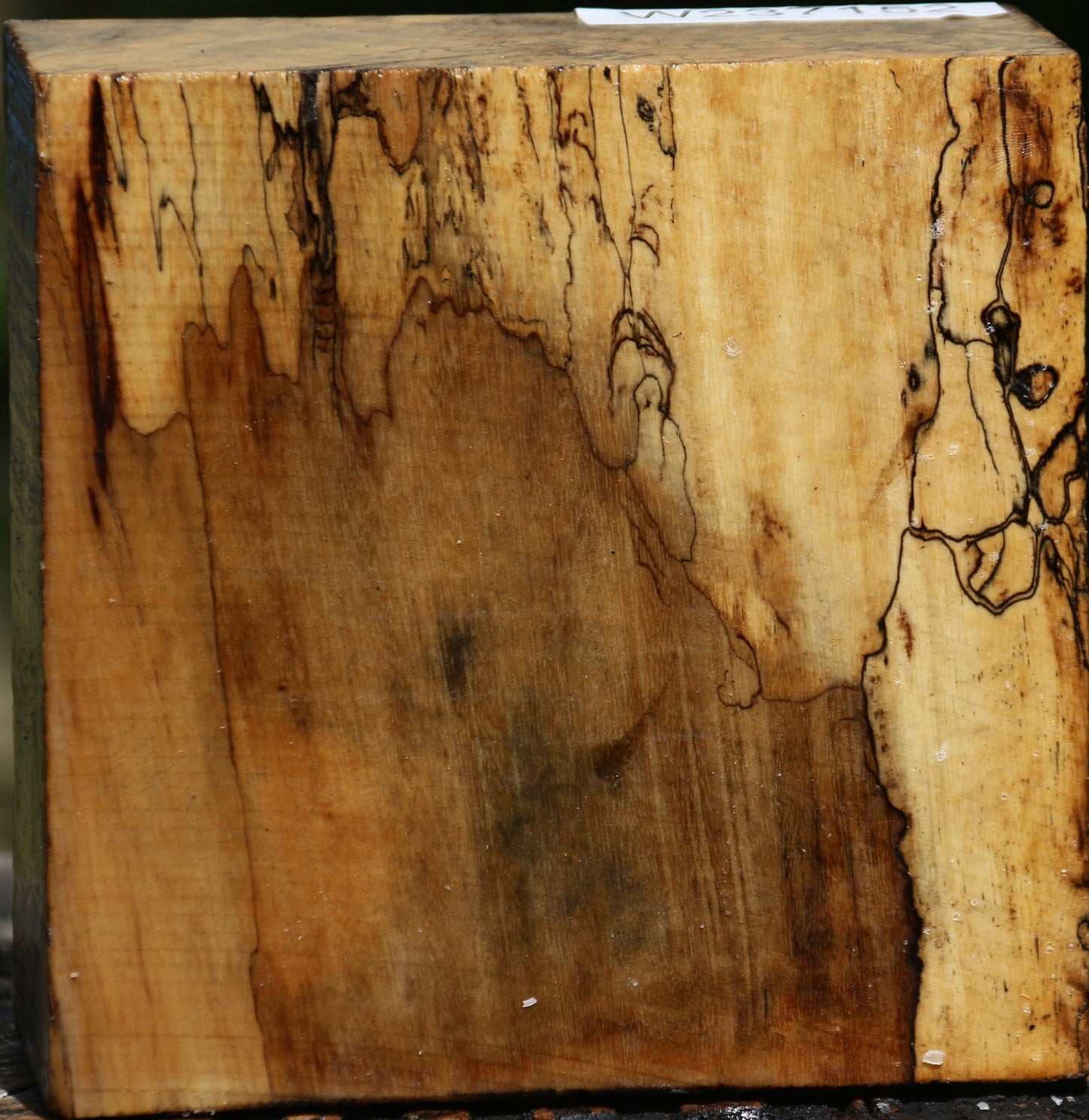 Extra Fancy Spalted Tamarind Bowl Blank