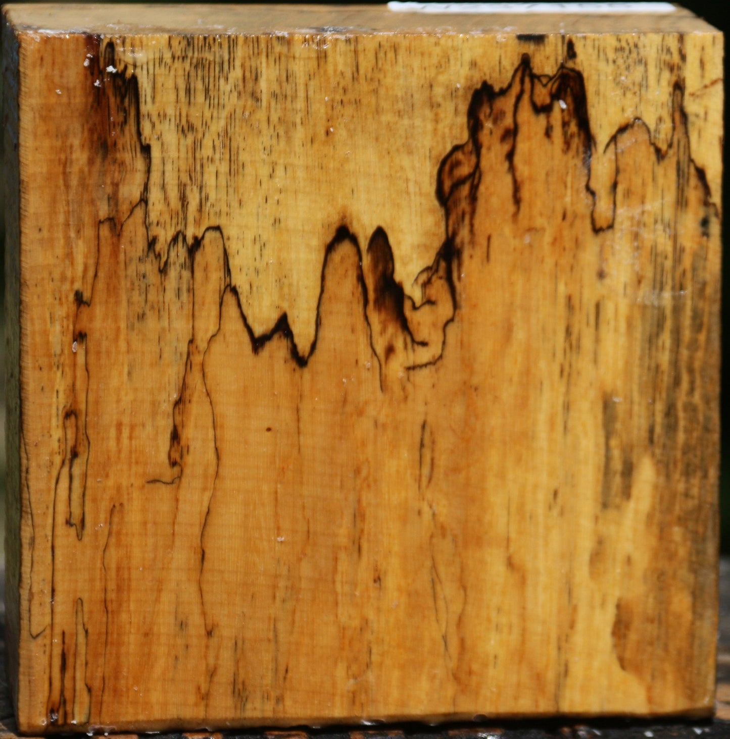 Figured Spalted Tamarind Bowl Blank