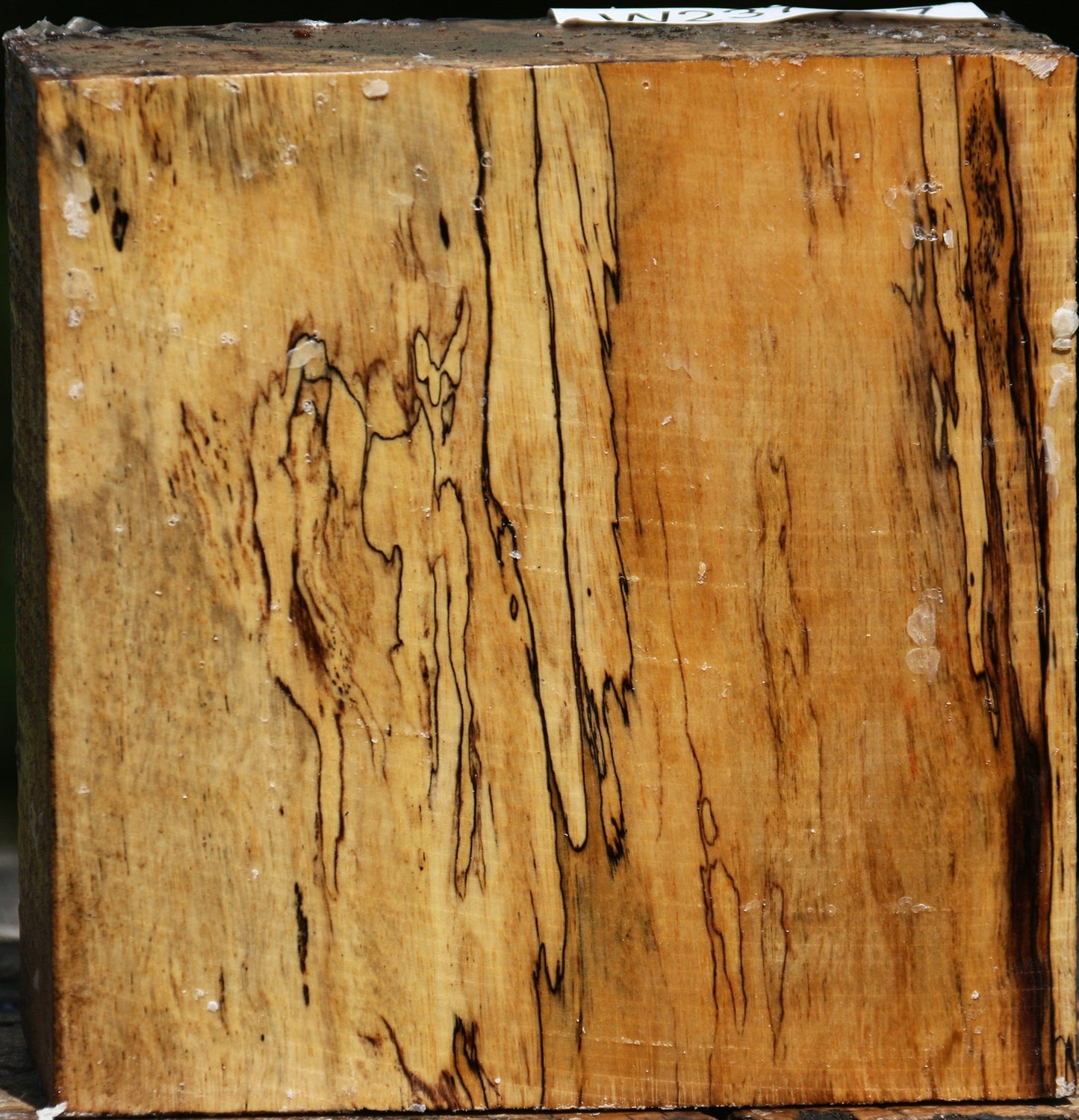 Figured Spalted Tamarind Bowl Blank