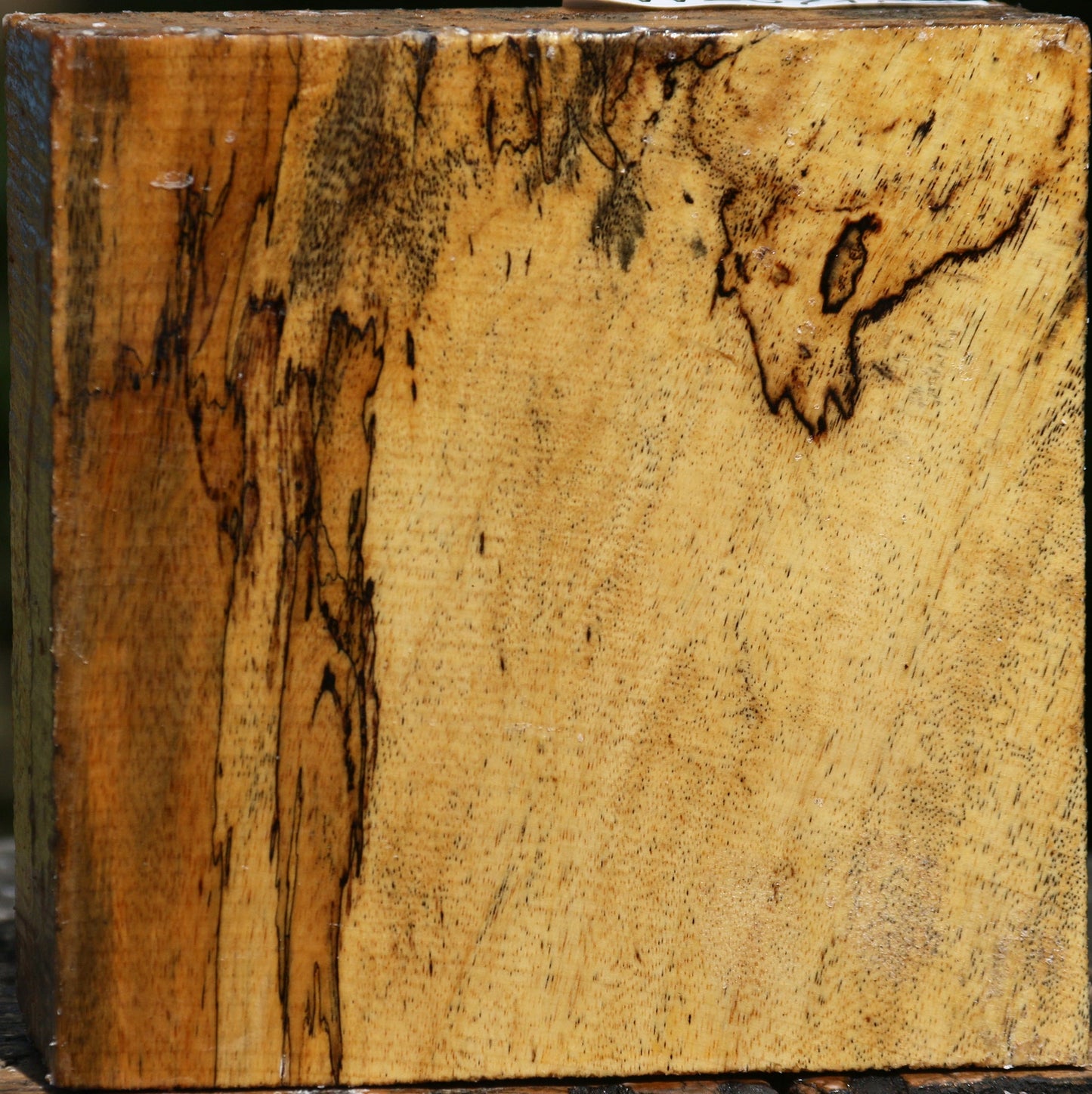 Figured Spalted Tamarind Bowl Blank