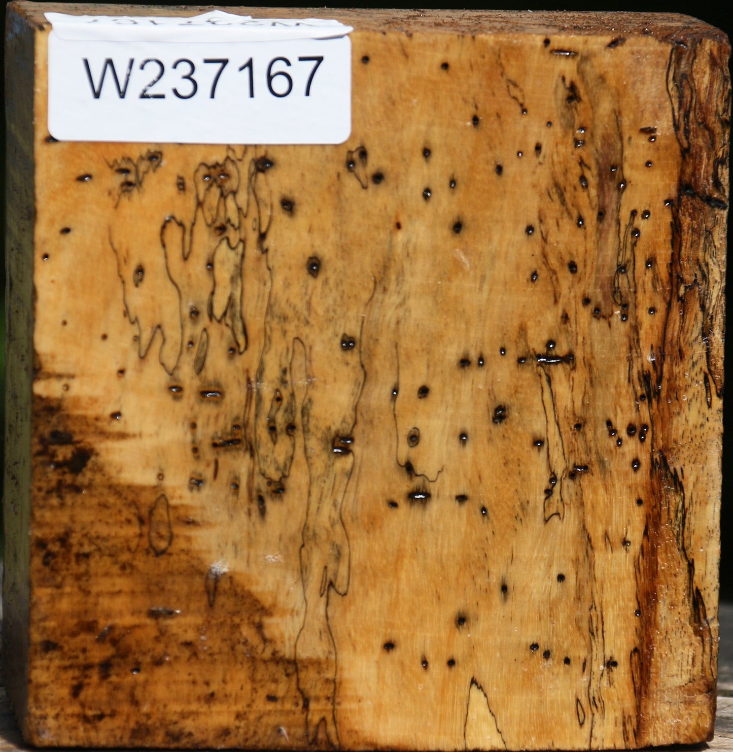 Spalted Tamarind Bowl Blank