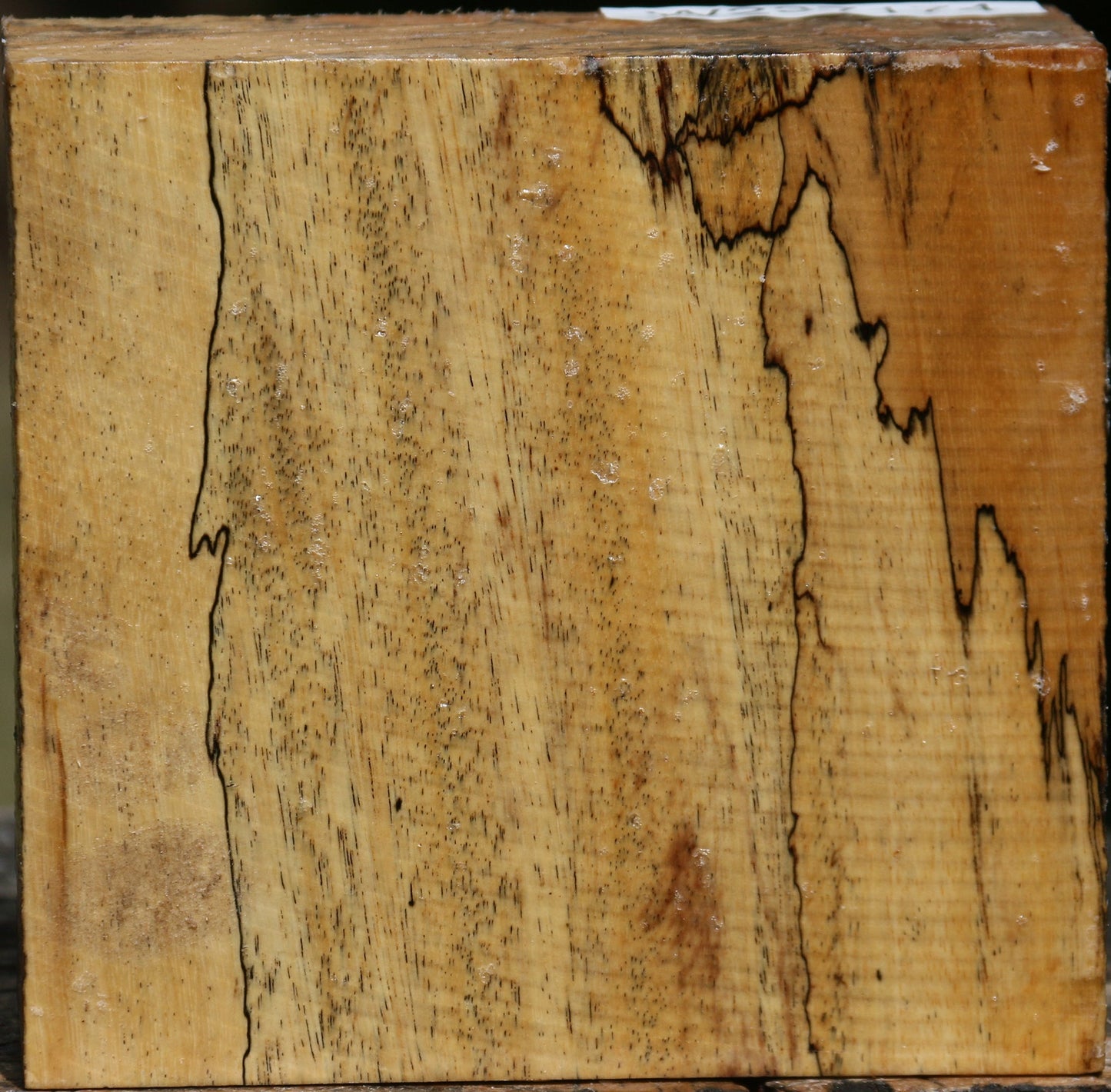 Figured Spalted Tamarind Bowl Blank