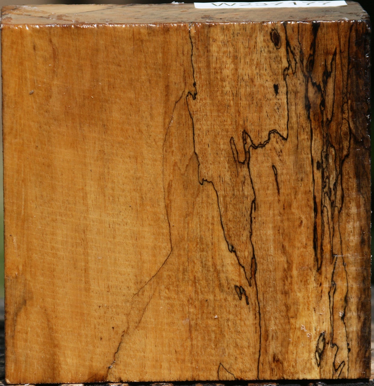 Spalted Tamarind Bowl Blank