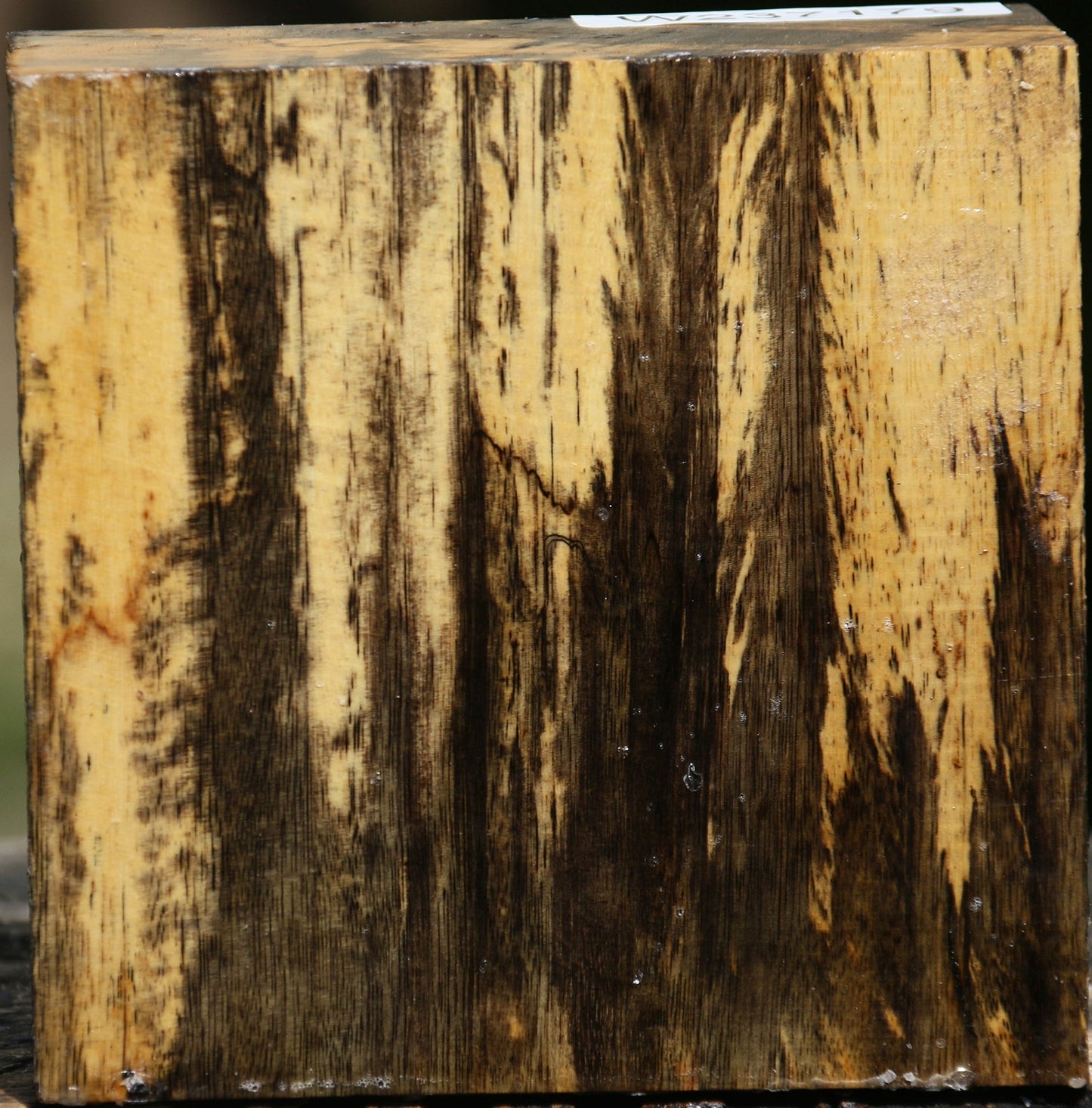 Extra Fancy Spalted Tamarind Bowl Blank