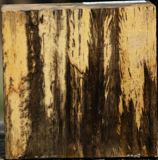 Extra Fancy Spalted Tamarind Bowl Blank