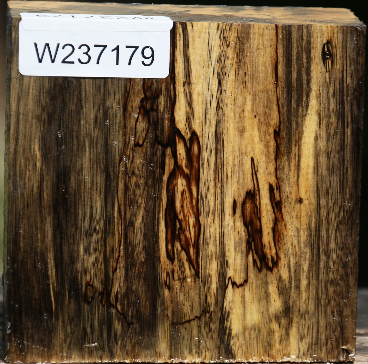 Extra Fancy Spalted Tamarind Bowl Blank