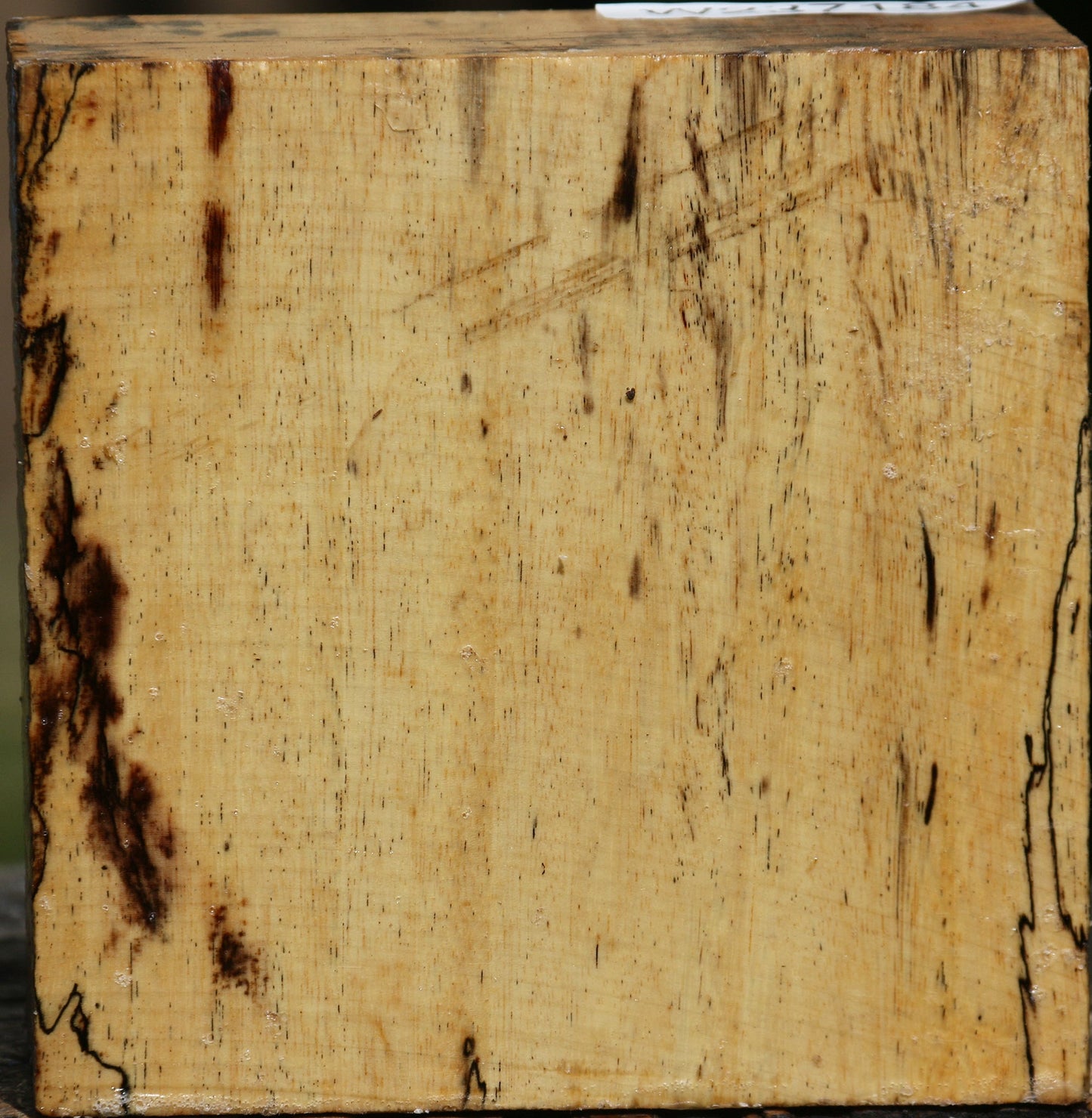 Spalted Tamarind Bowl Blank