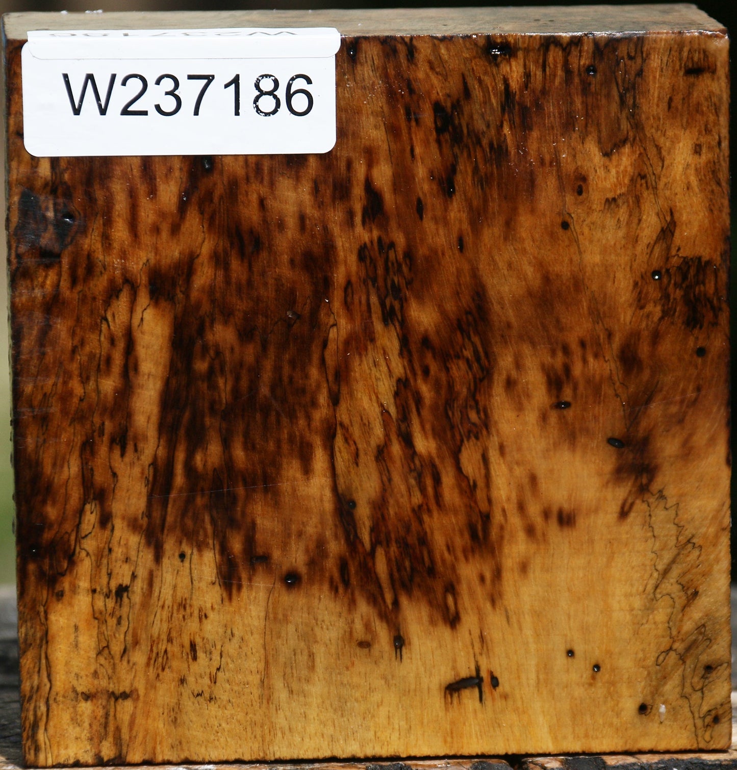 Figured Spalted Tamarind Bowl Blank